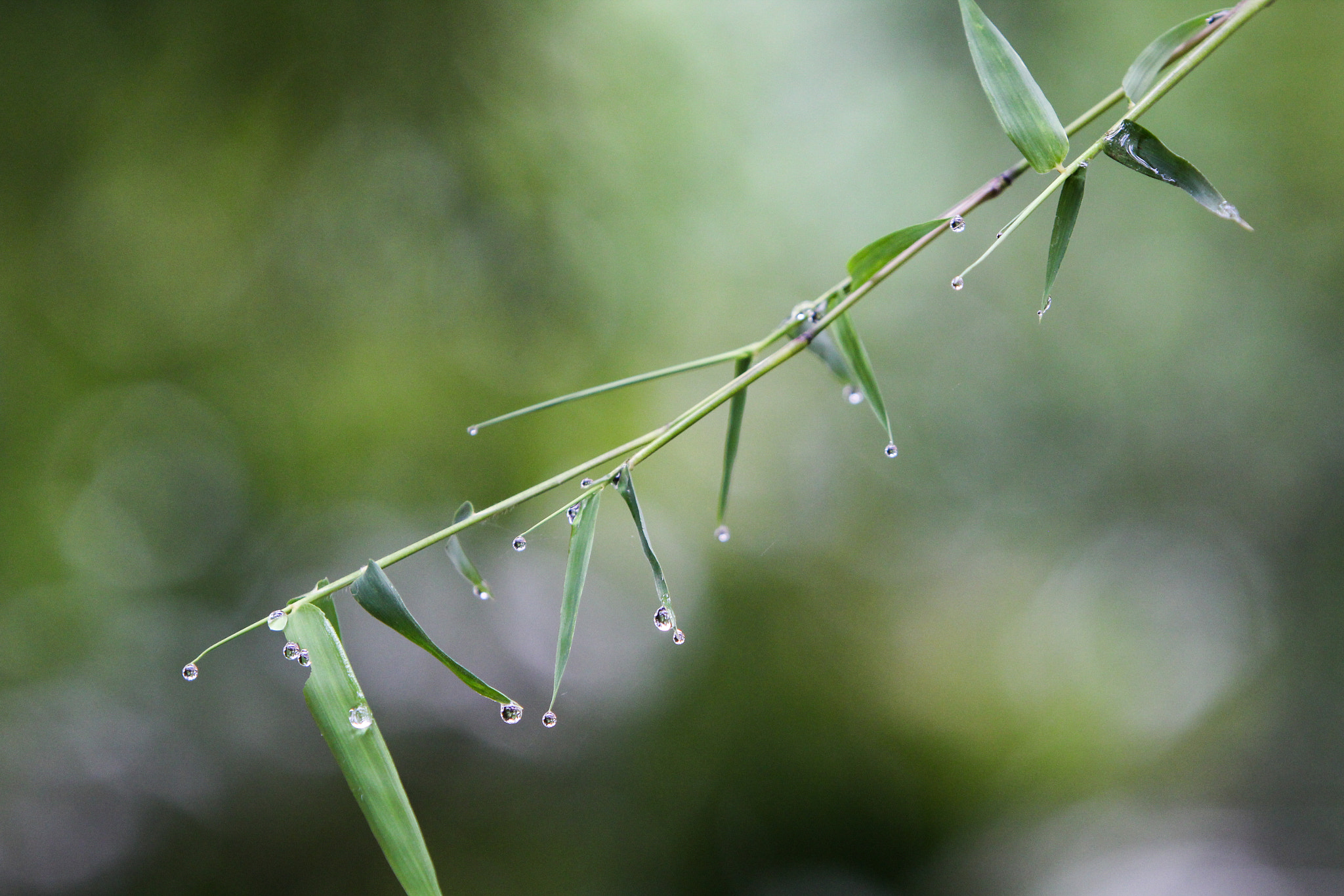 Canon EF 70-200mm F2.8L IS USM sample photo. Greenery photography