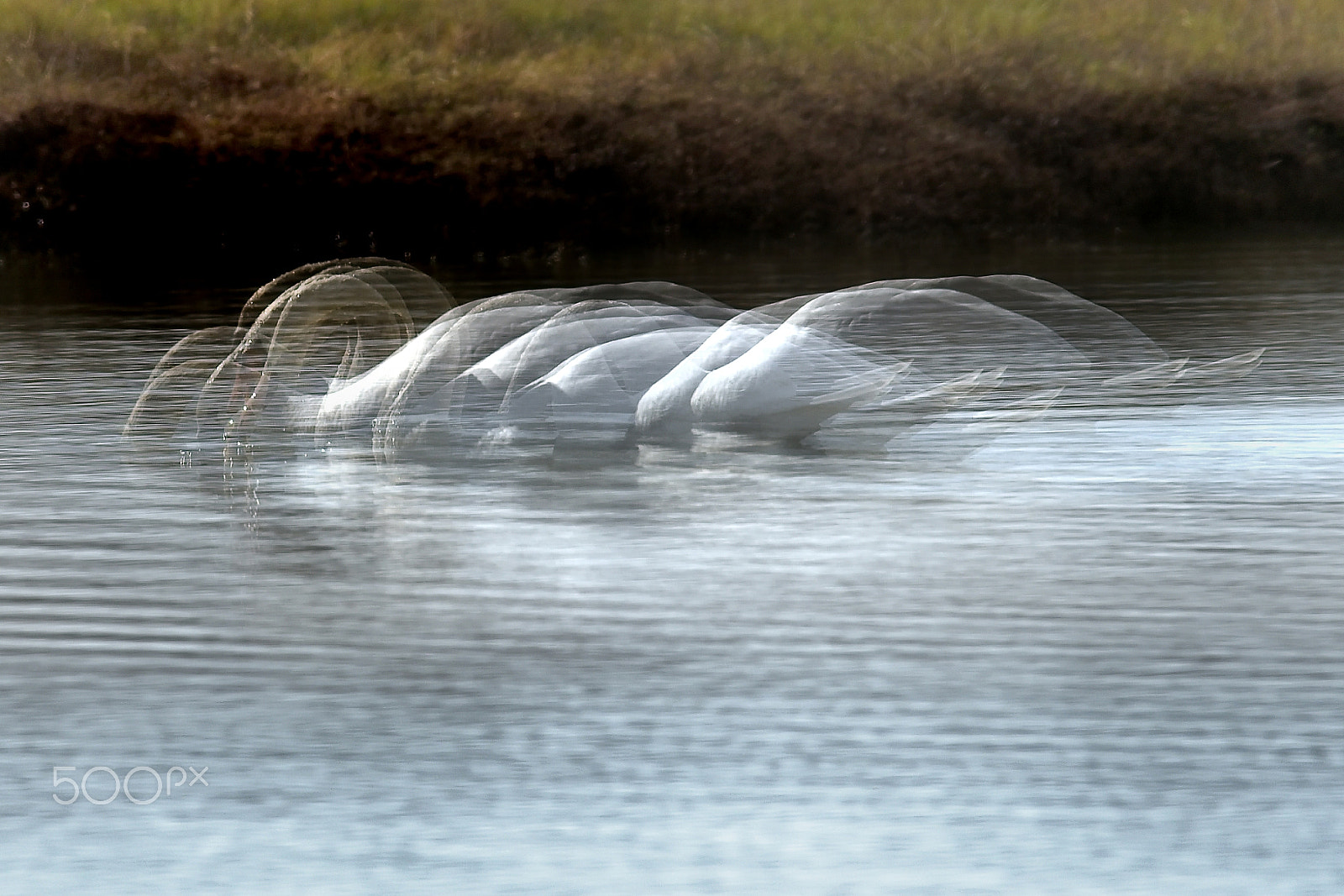 Sigma 150-600mm F5-6.3 DG OS HSM | S sample photo. Andje photography