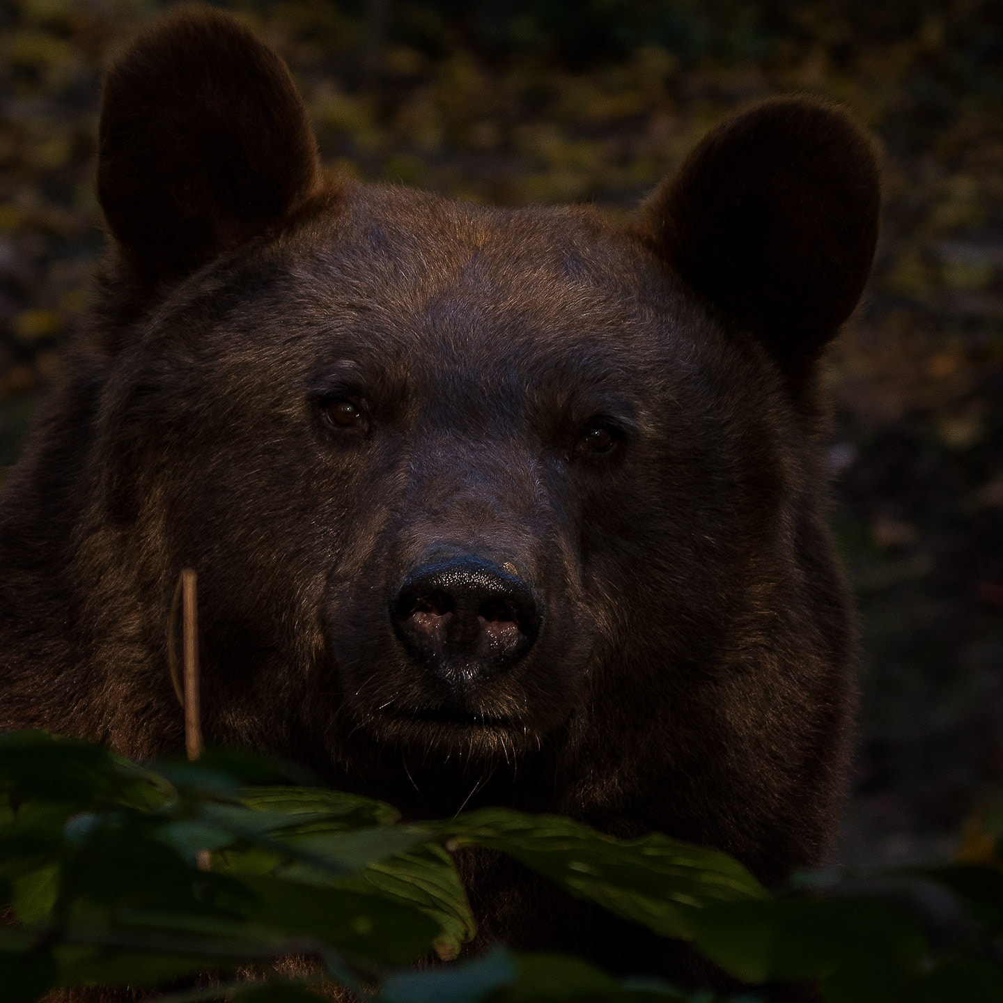 Pentax K-1 sample photo. Beary nice guy photography