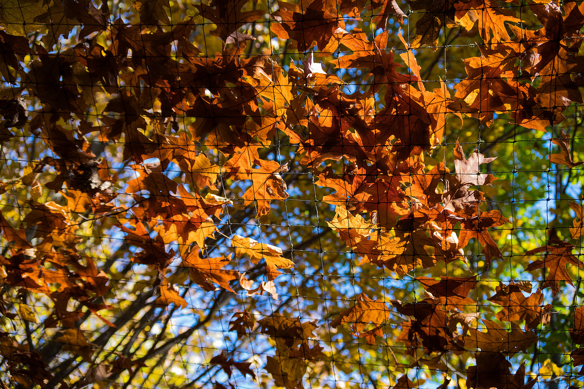 Pentax K-1 sample photo. Leaf roof photography