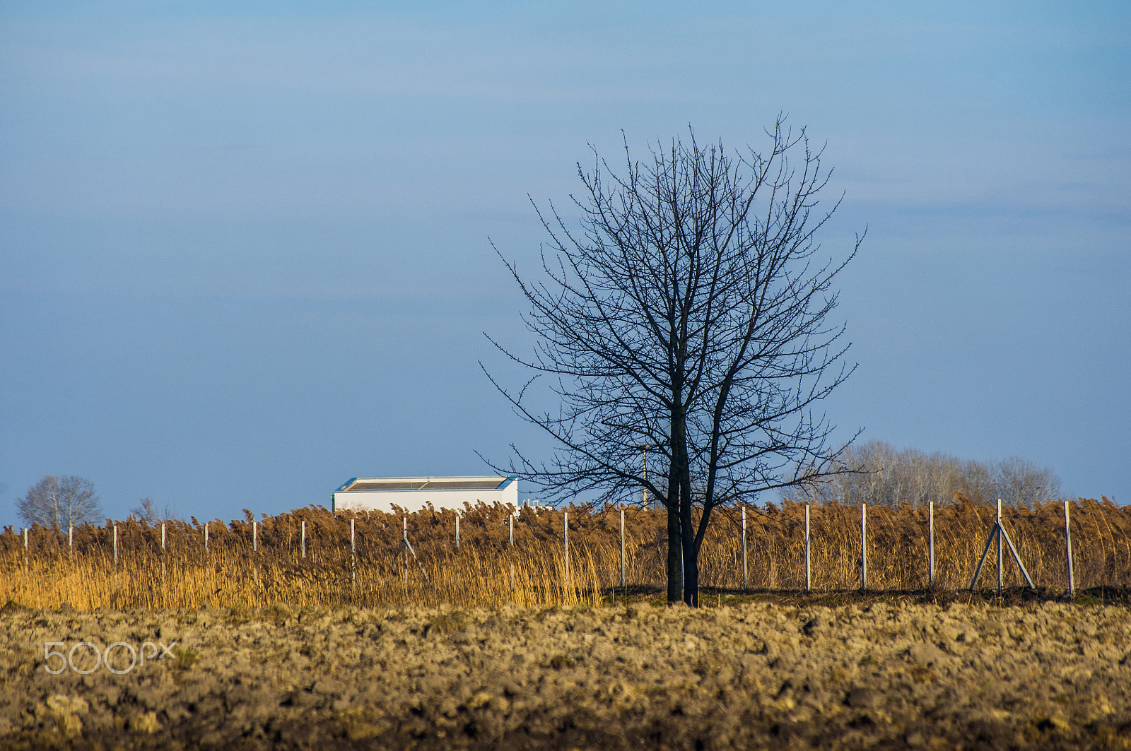 Pentax K-x sample photo. Tree on field photography