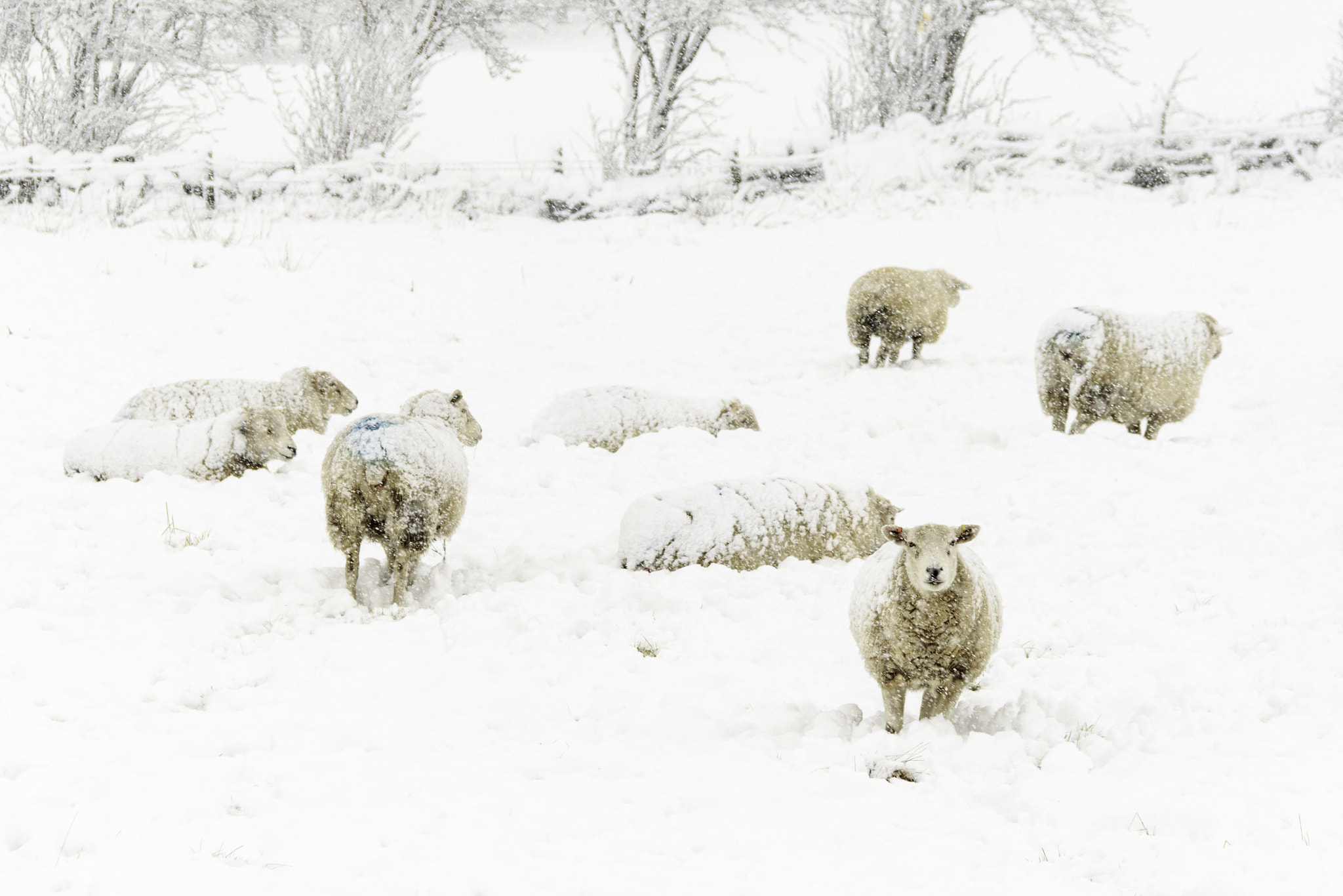 Canon EF-S 18-200mm F3.5-5.6 IS sample photo. Sheep in the snow photography