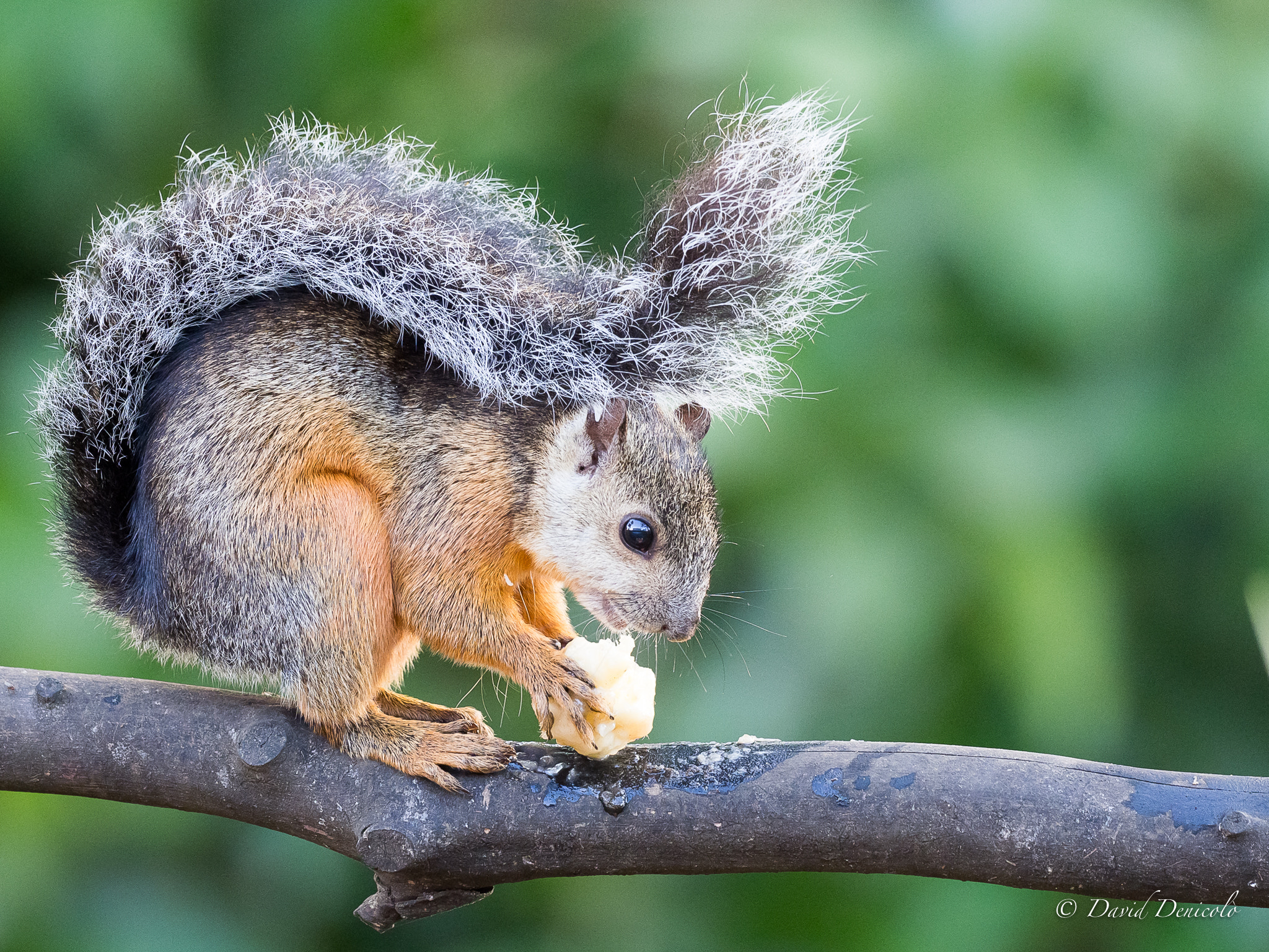 Olympus OM-D E-M1 Mark II + OLYMPUS M.300mm F4.0 sample photo. The president's squirrel photography