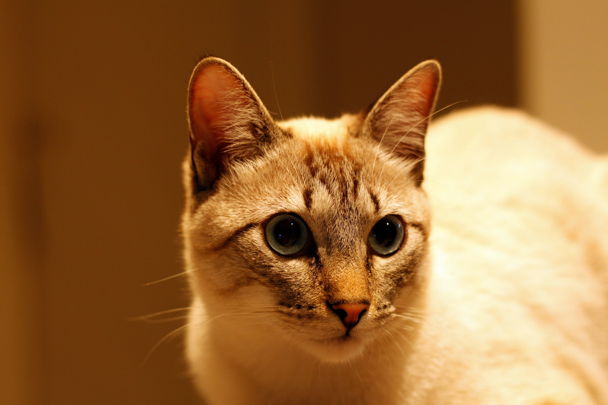 Canon EOS 500D (EOS Rebel T1i / EOS Kiss X3) sample photo. Cat photography