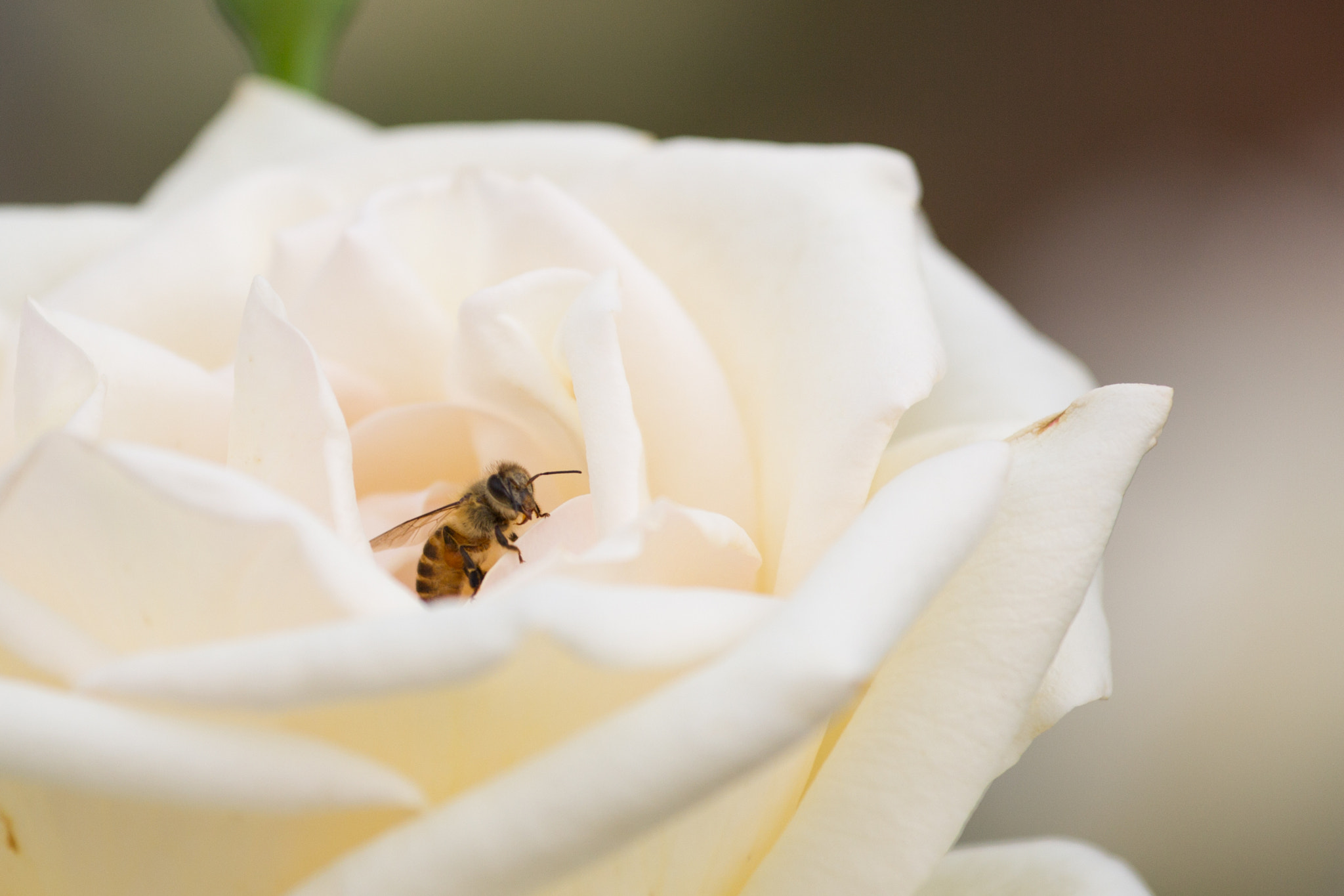 Canon EOS 60D + Canon EF 70-200mm F4L IS USM sample photo. Bee photography