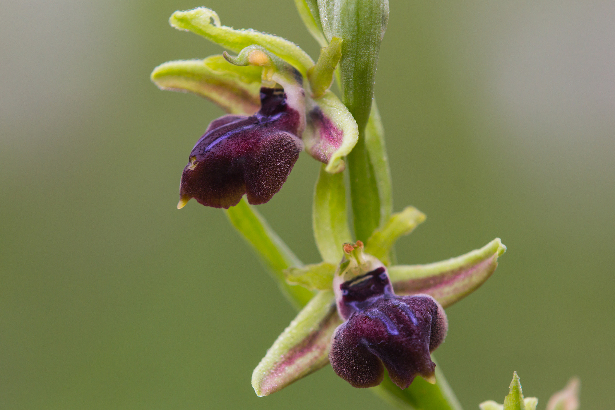 Tamron SP AF 180mm F3.5 Di LD (IF) Macro sample photo. Early spider orchid photography