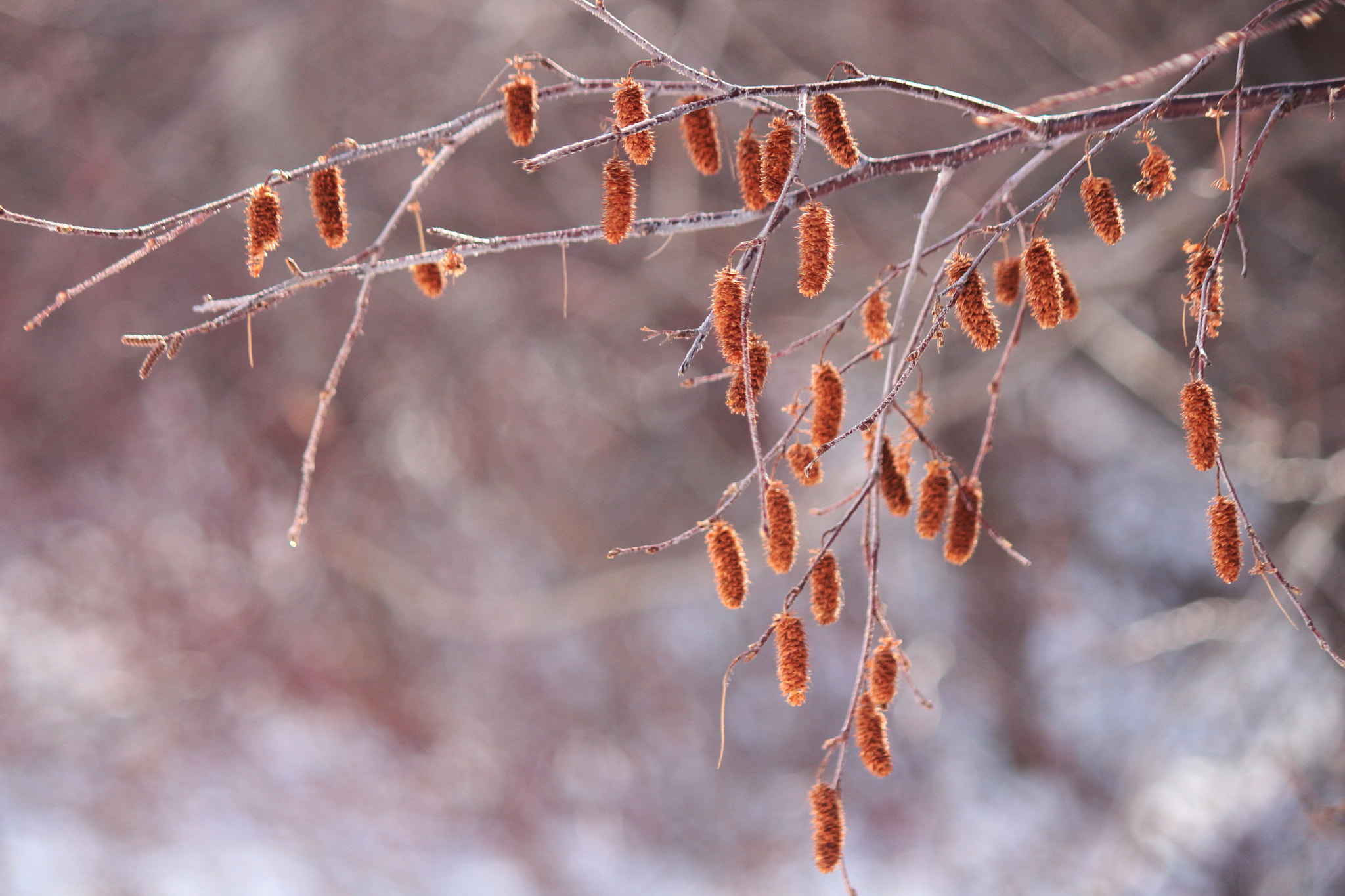 Canon EF-S 55-250mm F4-5.6 IS II sample photo. Hanging on photography