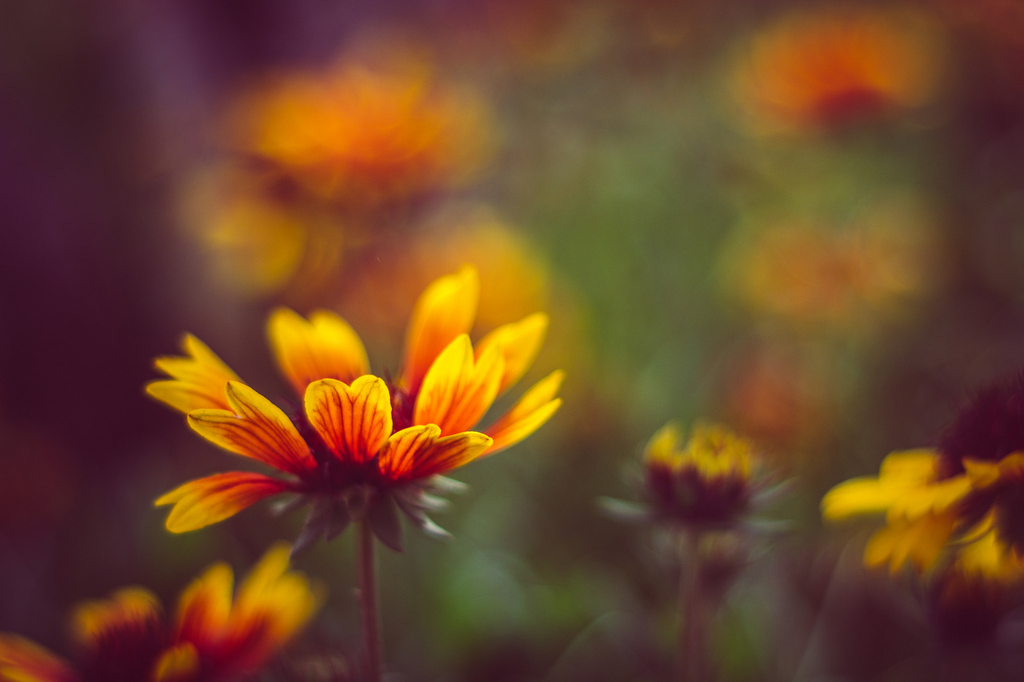 Nikon D5200 + Nikon AF Nikkor 50mm F1.8D sample photo. Flowers photography