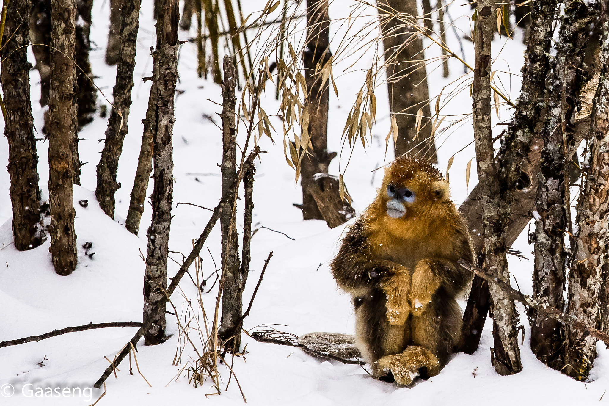 Canon EOS 60D + Canon EF 70-200mm F4L IS USM sample photo. Monkey photography