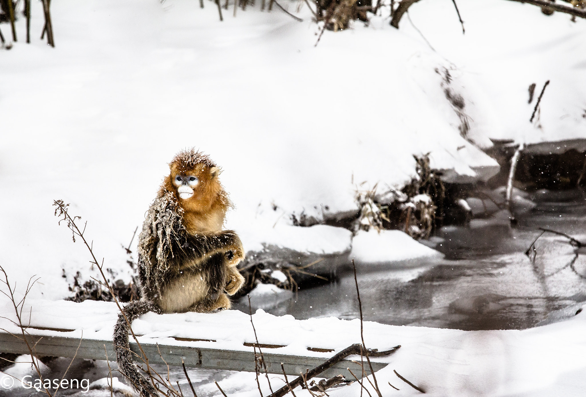 Canon EOS 60D + Canon EF 70-200mm F4L IS USM sample photo. Monkey photography