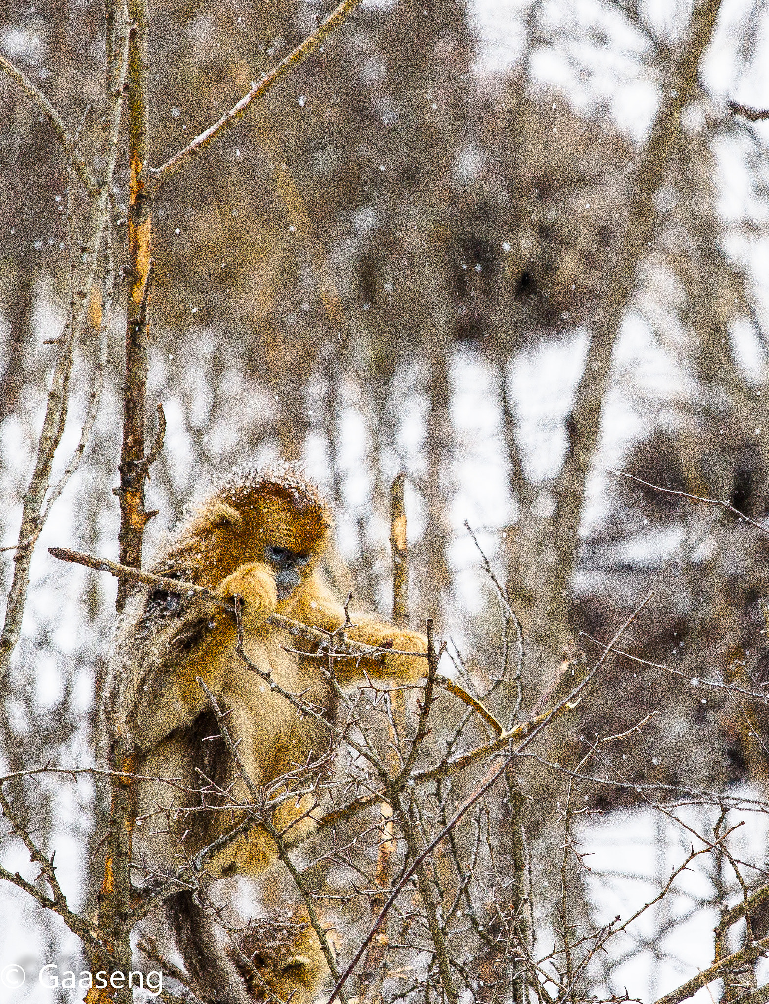 Canon EF 70-200mm F4L IS USM sample photo. Monkey photography