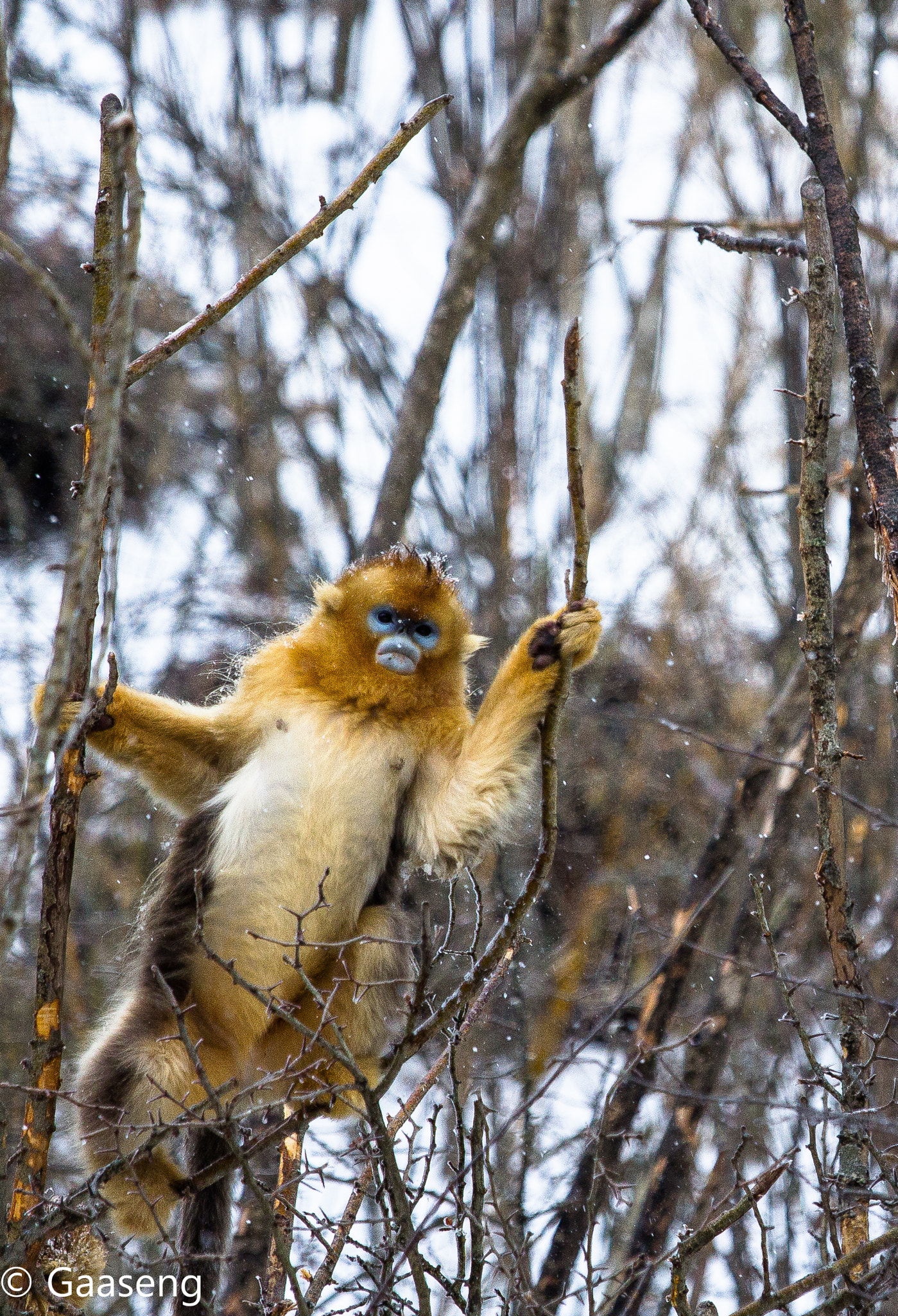 Canon EOS 60D + Canon EF 70-200mm F4L IS USM sample photo. Monkey photography