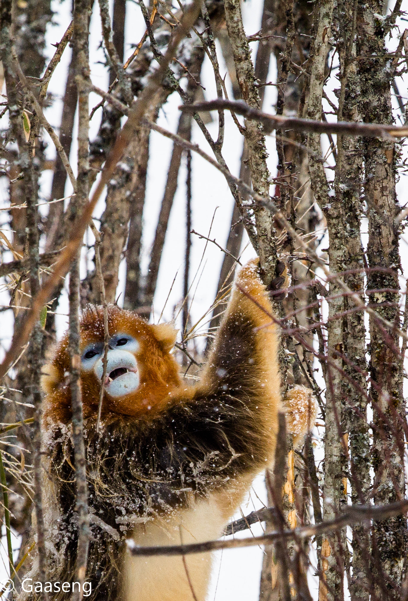 Canon EOS 60D + Canon EF 70-200mm F4L IS USM sample photo. Monkey photography