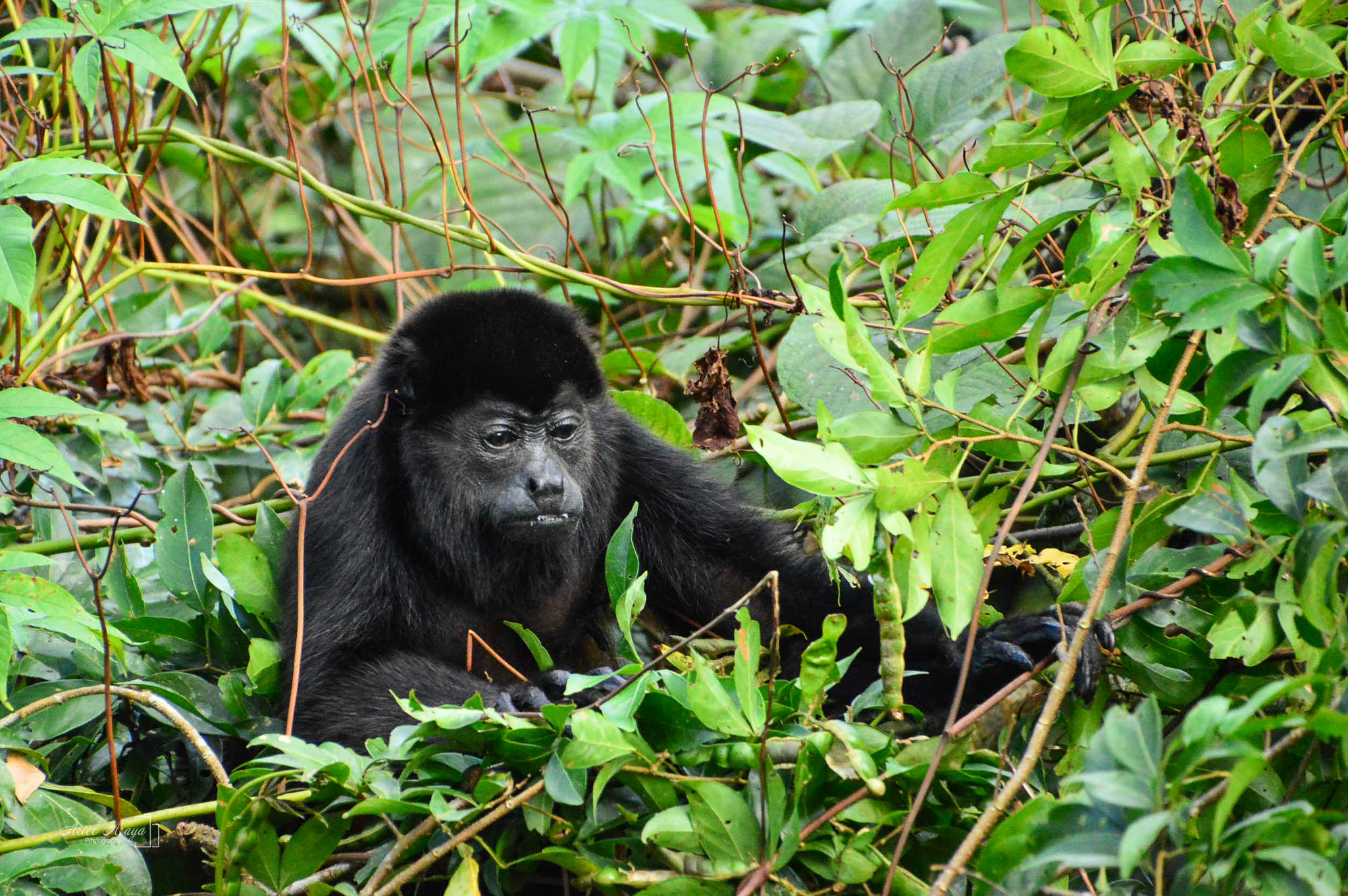 Nikon D3200 sample photo. Howler monkey  photography