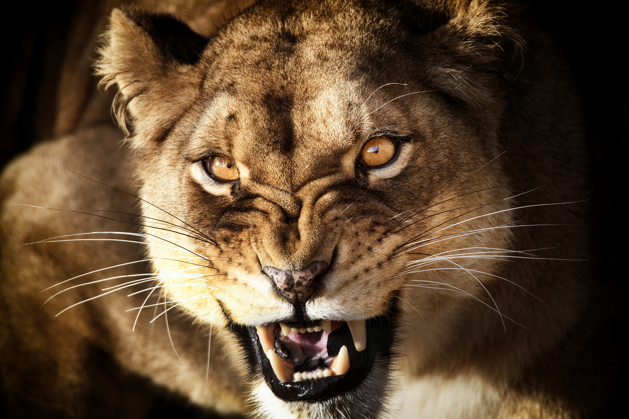 Tamron SP 150-600mm F5-6.3 Di VC USD sample photo. Lioness portrait photography