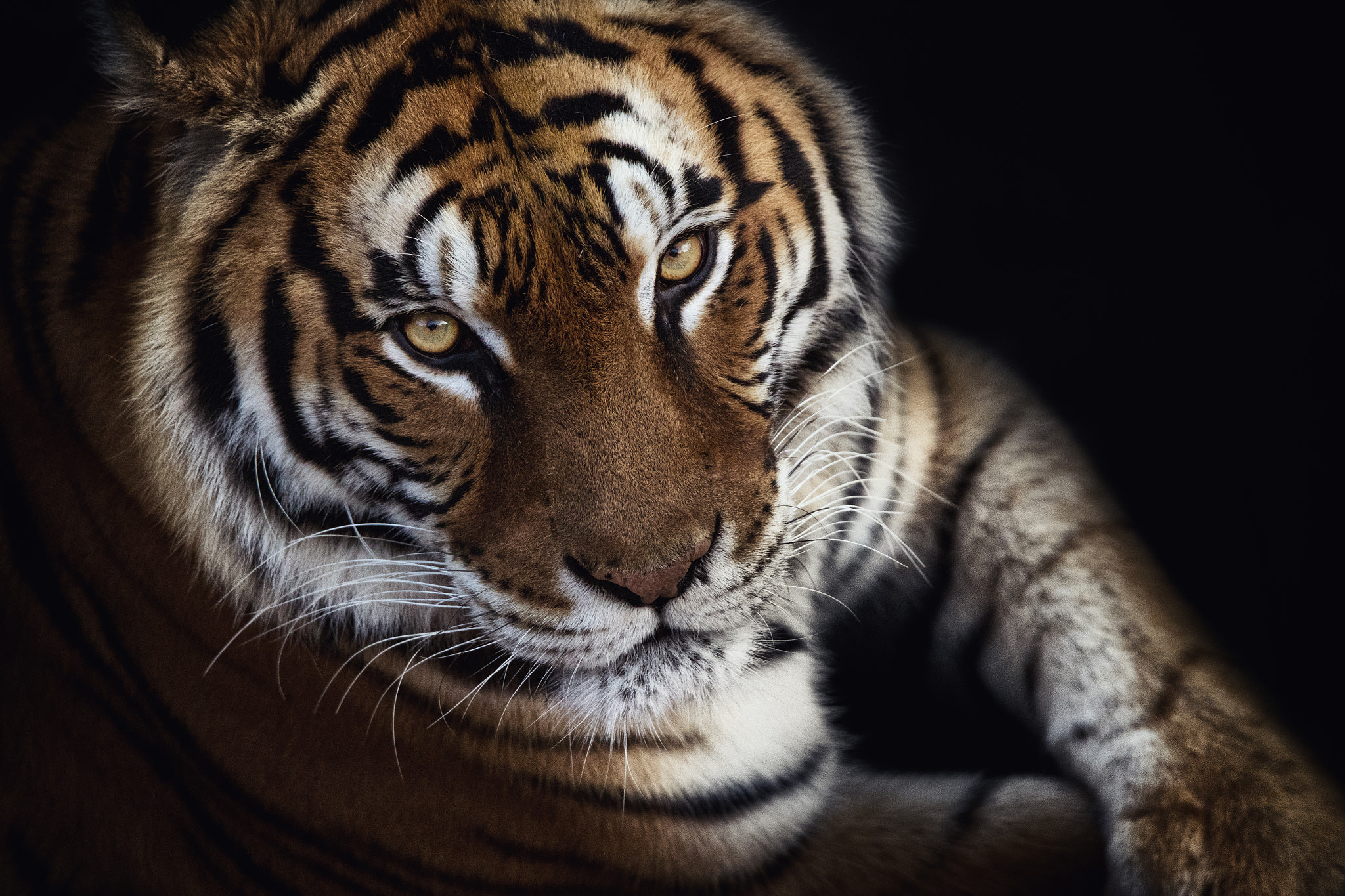 Canon EOS-1D X Mark II + Tamron SP 150-600mm F5-6.3 Di VC USD sample photo. Eye of the tiger photography