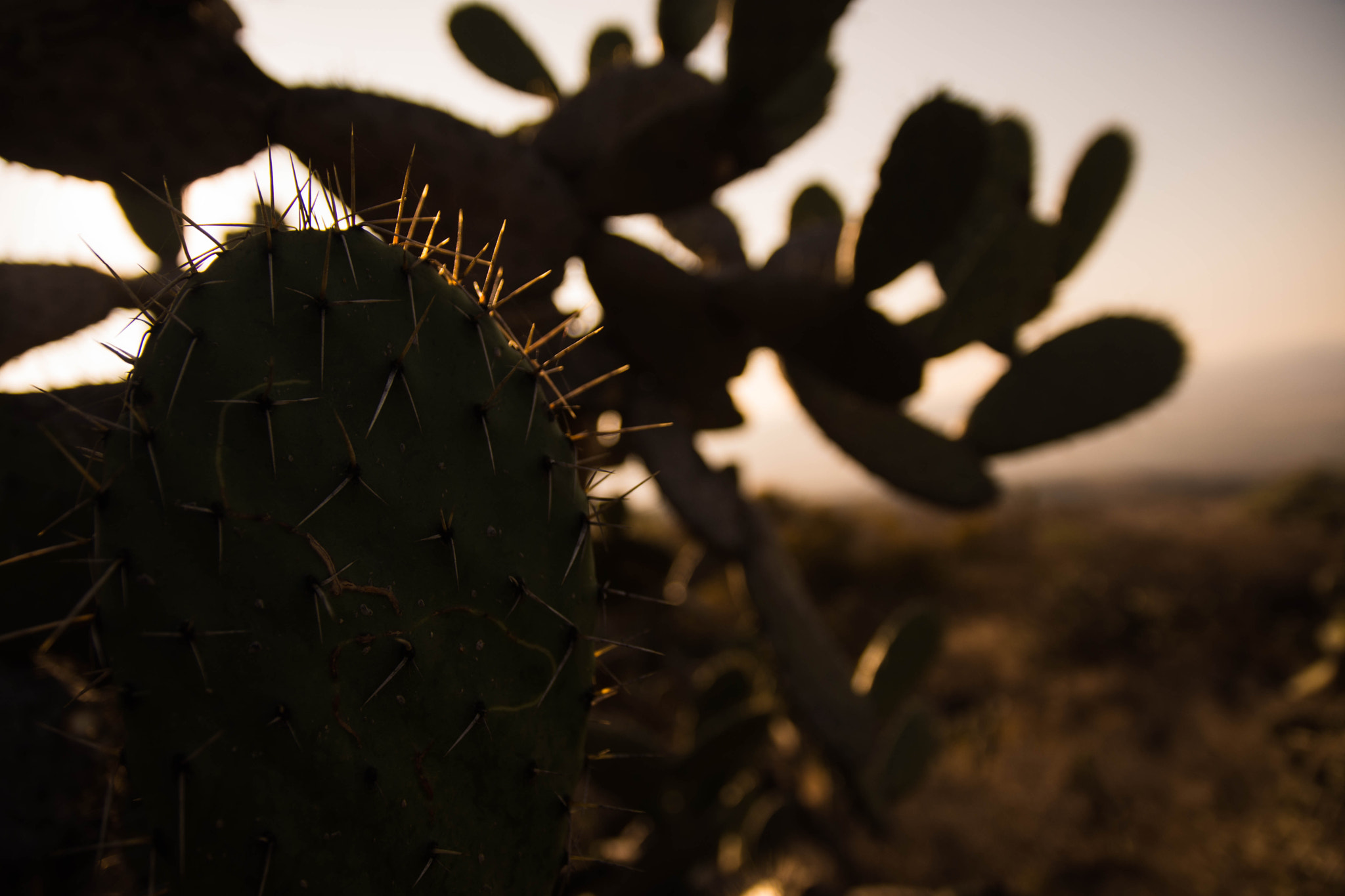 Sigma 17-70mm F2.8-4 DC Macro OS HSM | C sample photo. Dsc photography