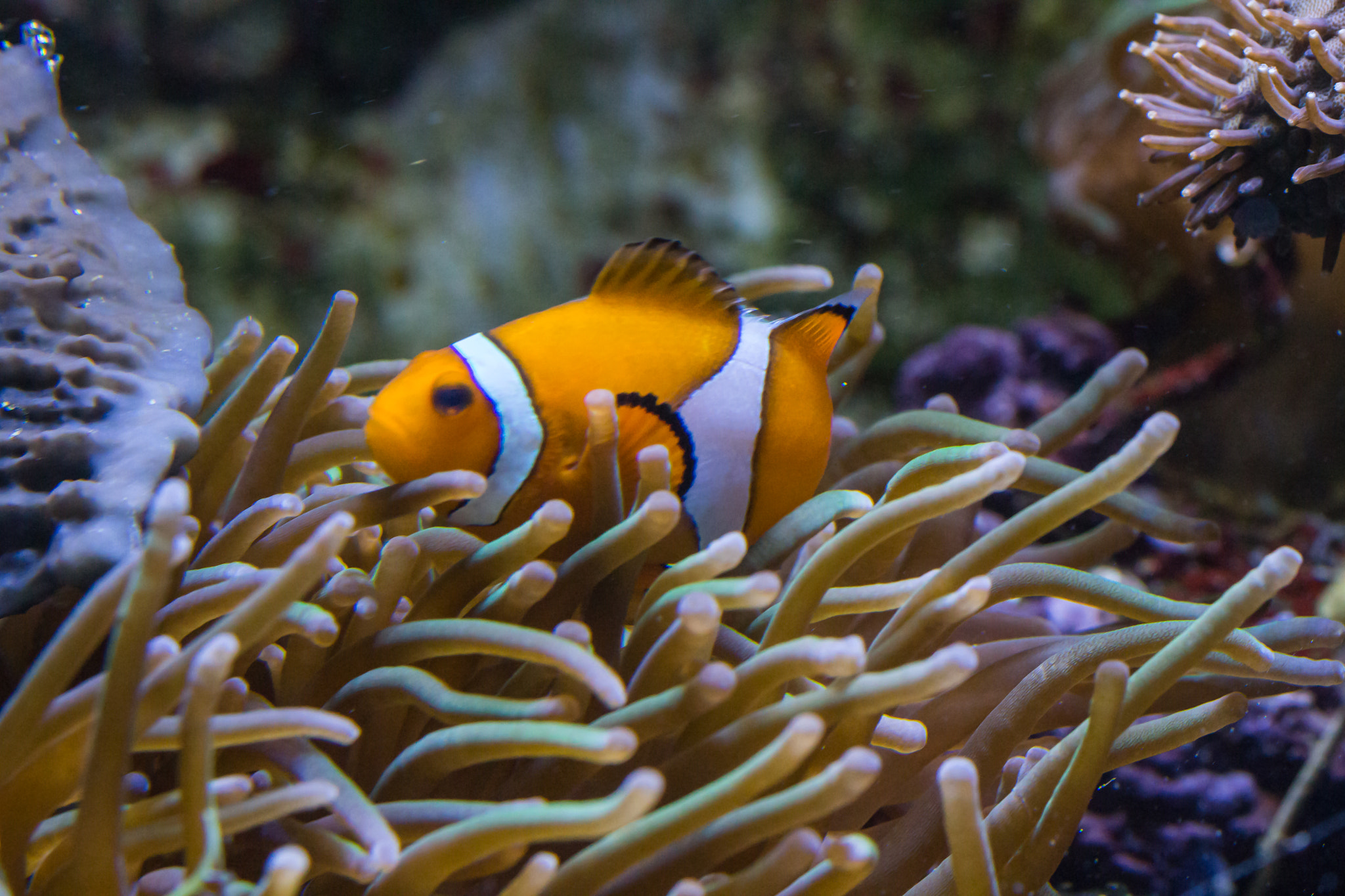 Canon EF 100mm F2.8L Macro IS USM sample photo. Anemonenfisch (amphiprion) photography