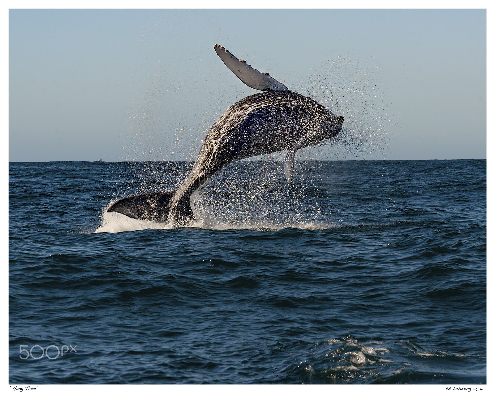 Nikon D800 sample photo. Hang time photography