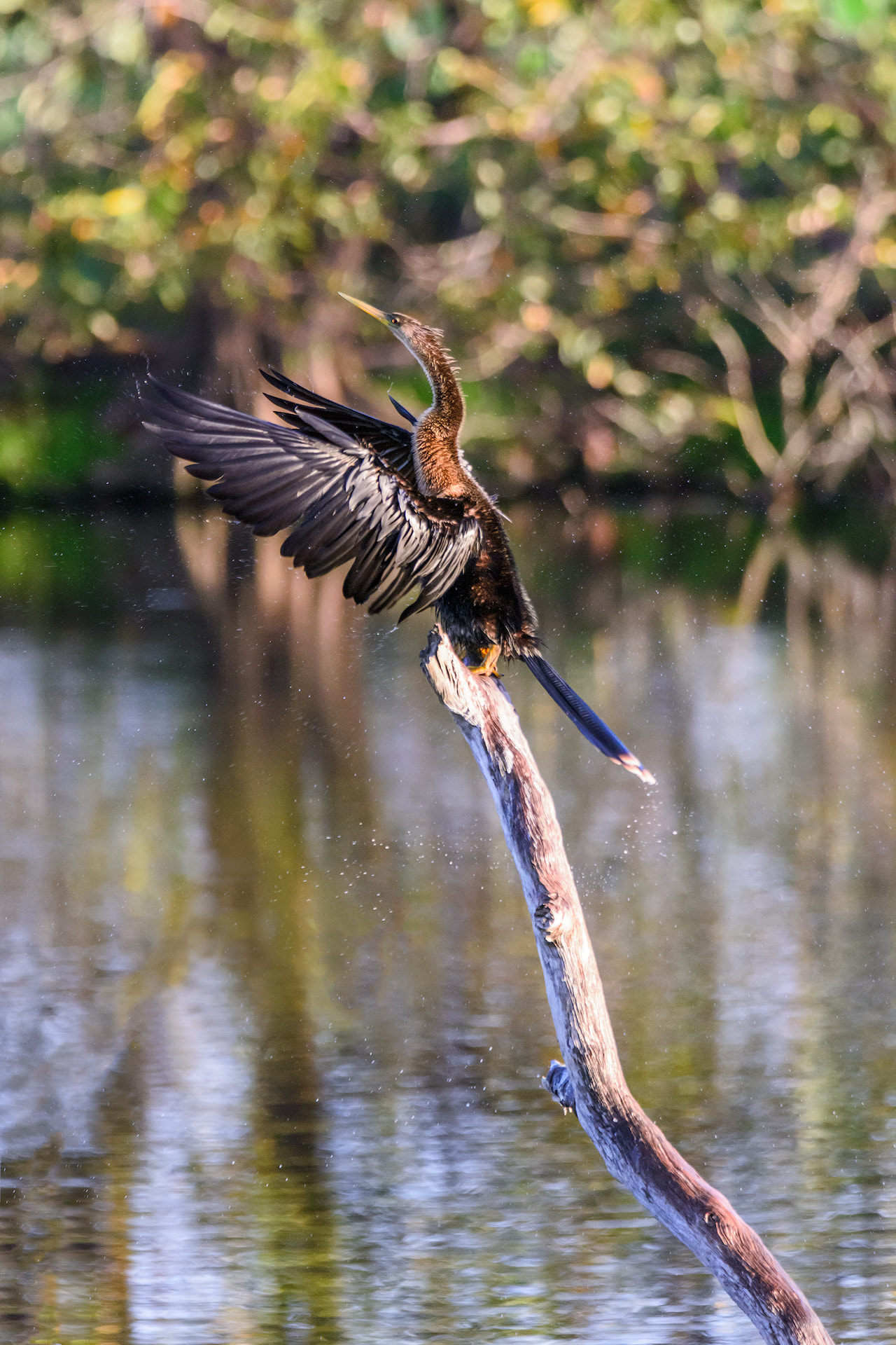 Nikon D810 + Sigma 50mm F2.8 EX DG Macro sample photo. Cleared for takeoff! photography