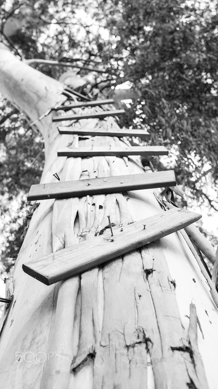 Panasonic Lumix DMC-GM1 + LUMIX G 20/F1.7 II sample photo. Wood on wood photography