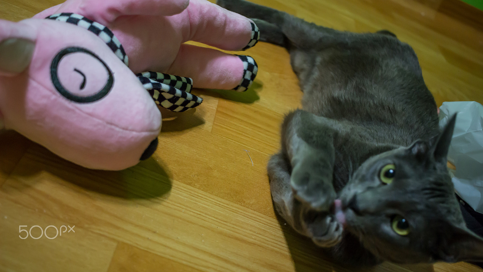 Canon EF-S 24mm F2.8 STM sample photo. Russian blue photography