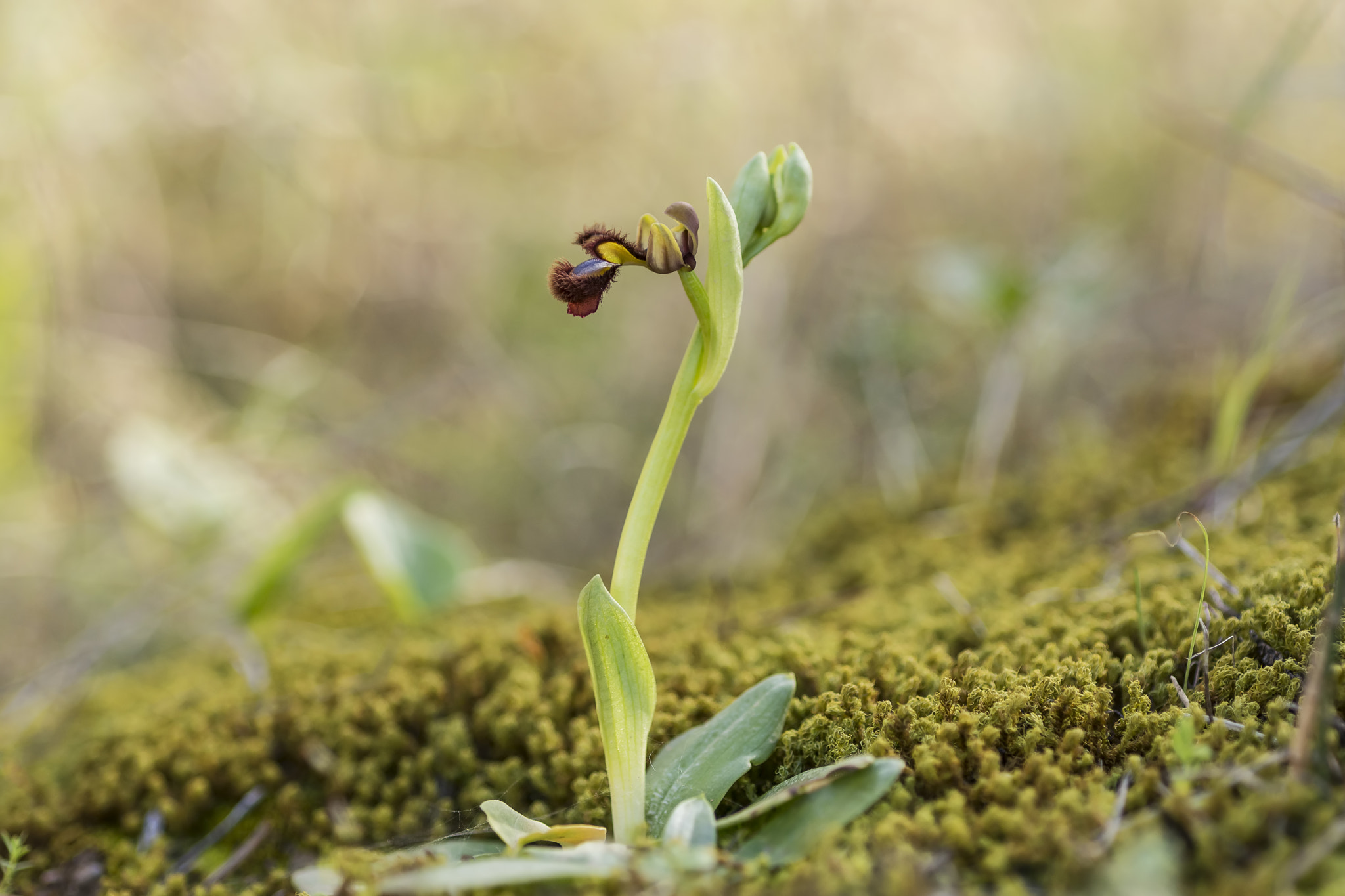 Nikon D7100 + AF Micro-Nikkor 60mm f/2.8 sample photo. Espejo de venus photography