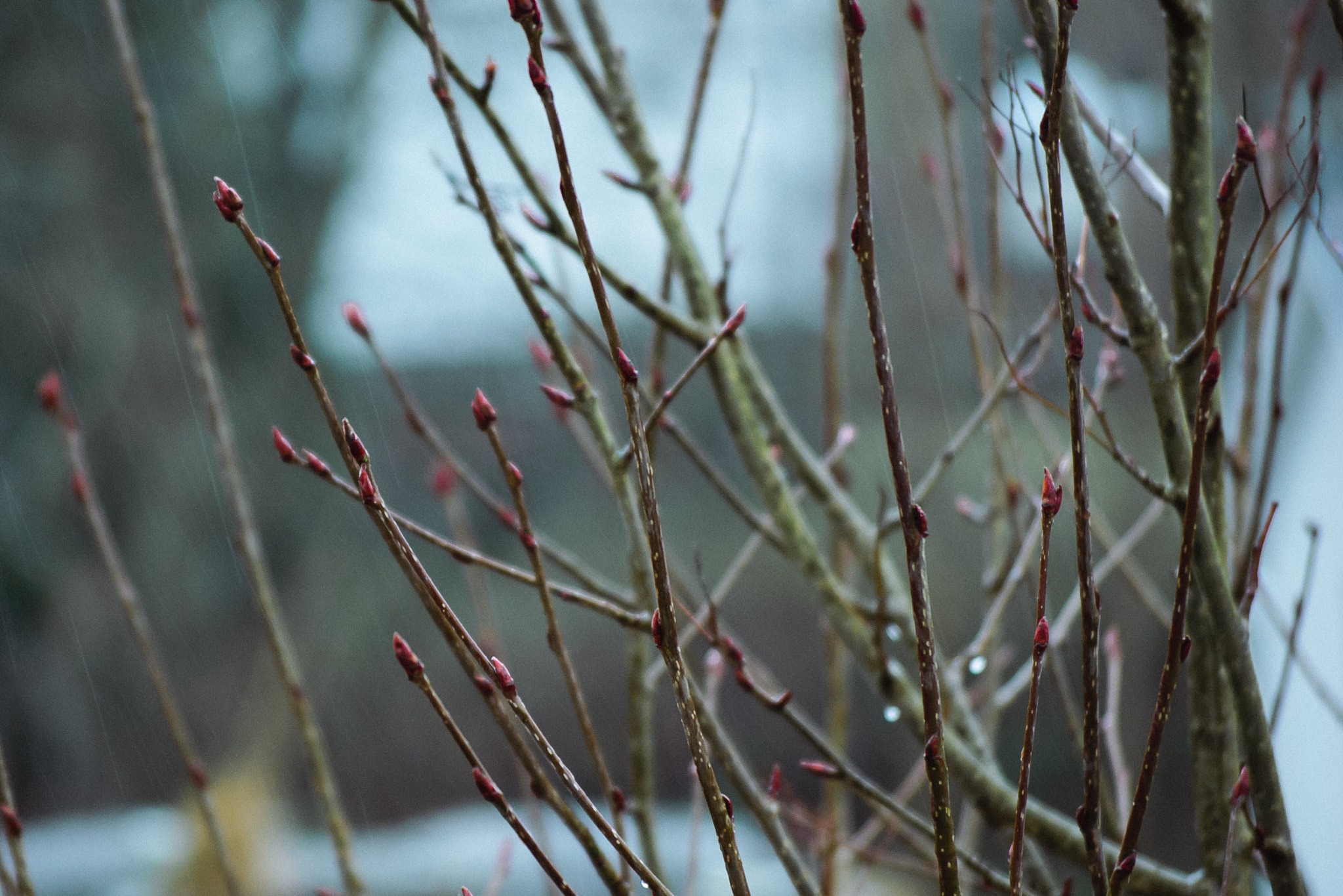 Nikon D40X sample photo. Waiting for spring photography