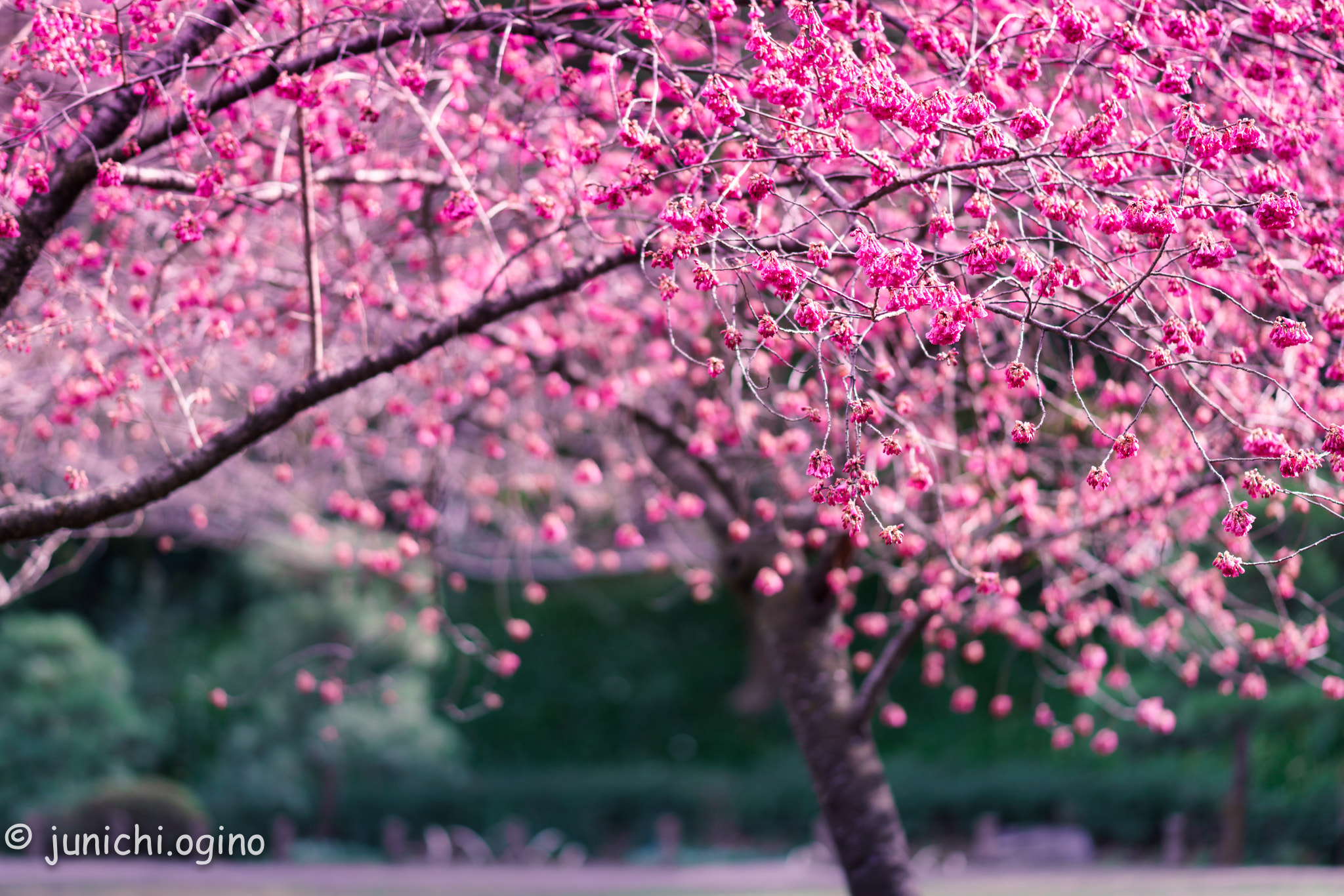 Sony Sonnar T* 135mm F1.8 ZA sample photo. Glamorous beauty photography