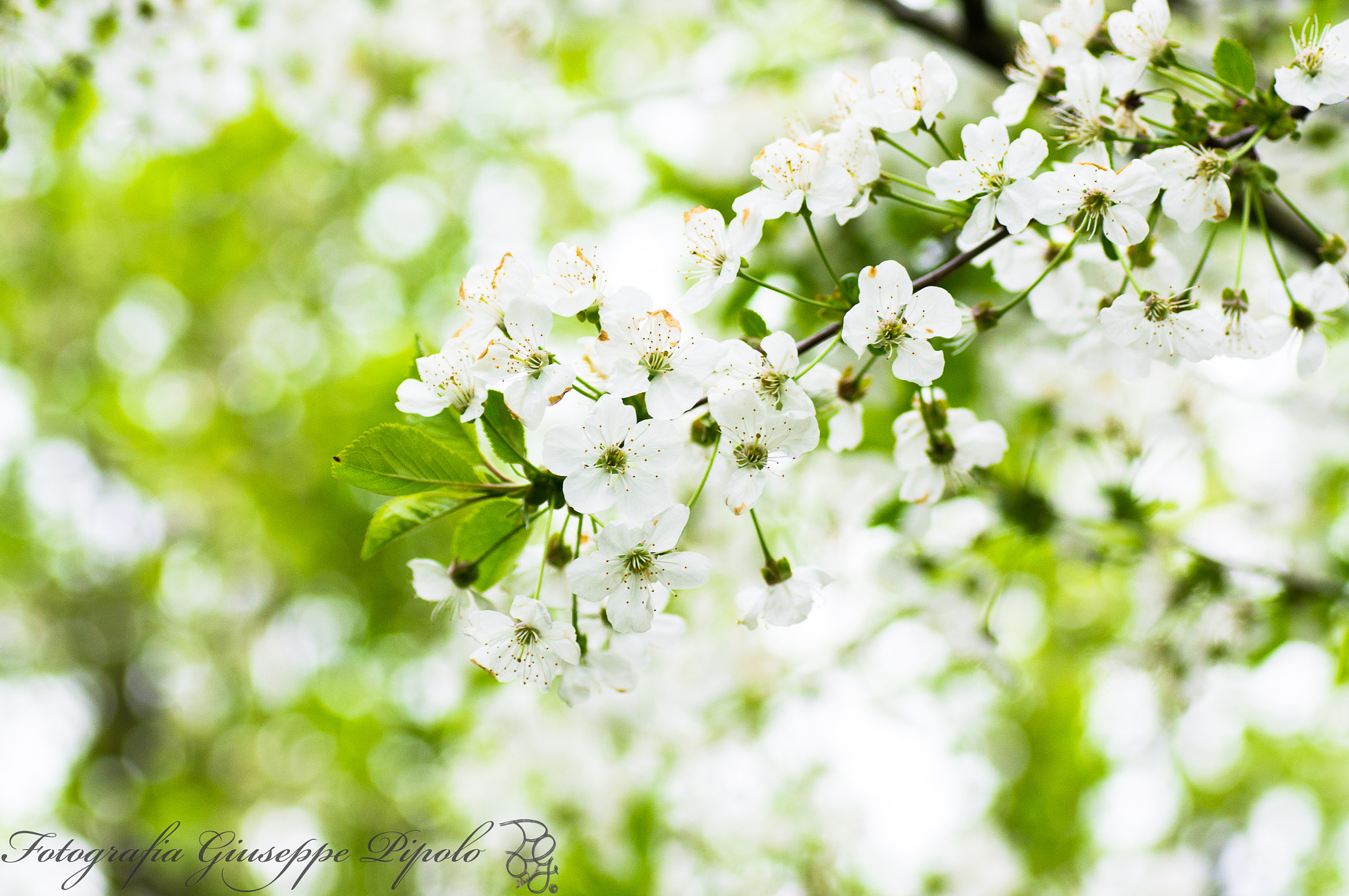 Sony SLT-A55 (SLT-A55V) sample photo. Prunus avium photography
