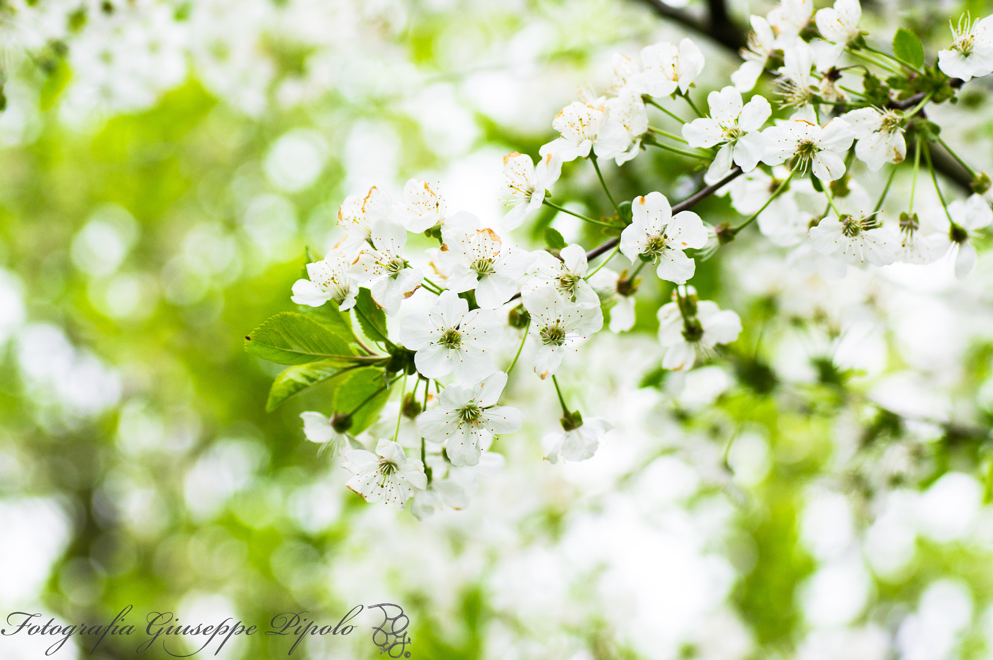 Sony SLT-A55 (SLT-A55V) + Tamron SP AF 90mm F2.8 Di Macro sample photo. Prunus avium photography