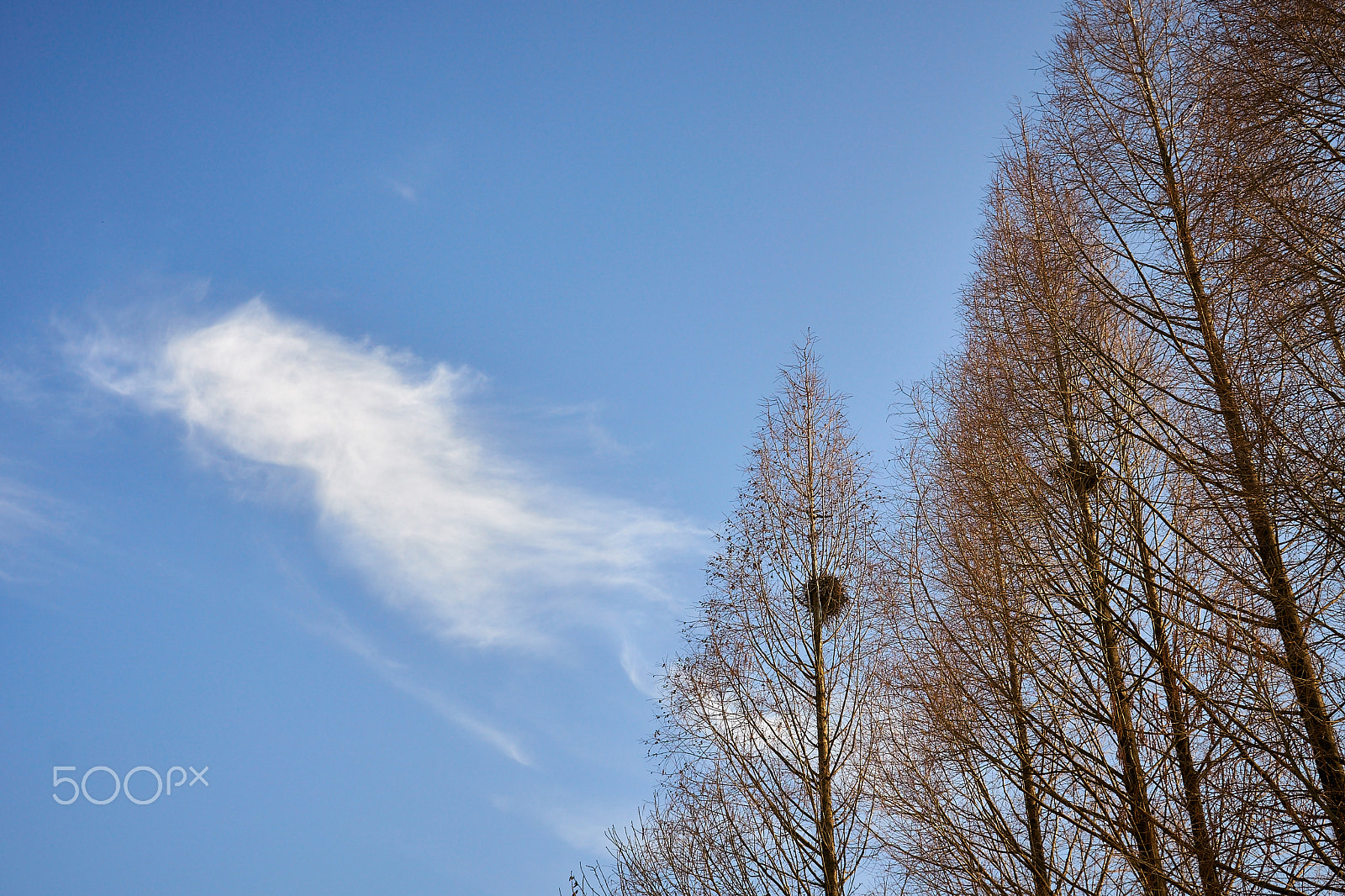 Sony a6300 sample photo. Trees photography