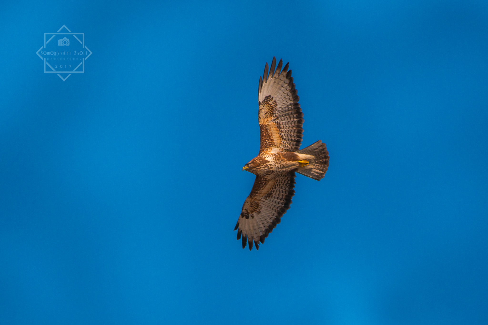 Sigma 150-600mm F5-6.3 DG OS HSM | C sample photo. Looking for some breakfast. | buteo buteo. photography