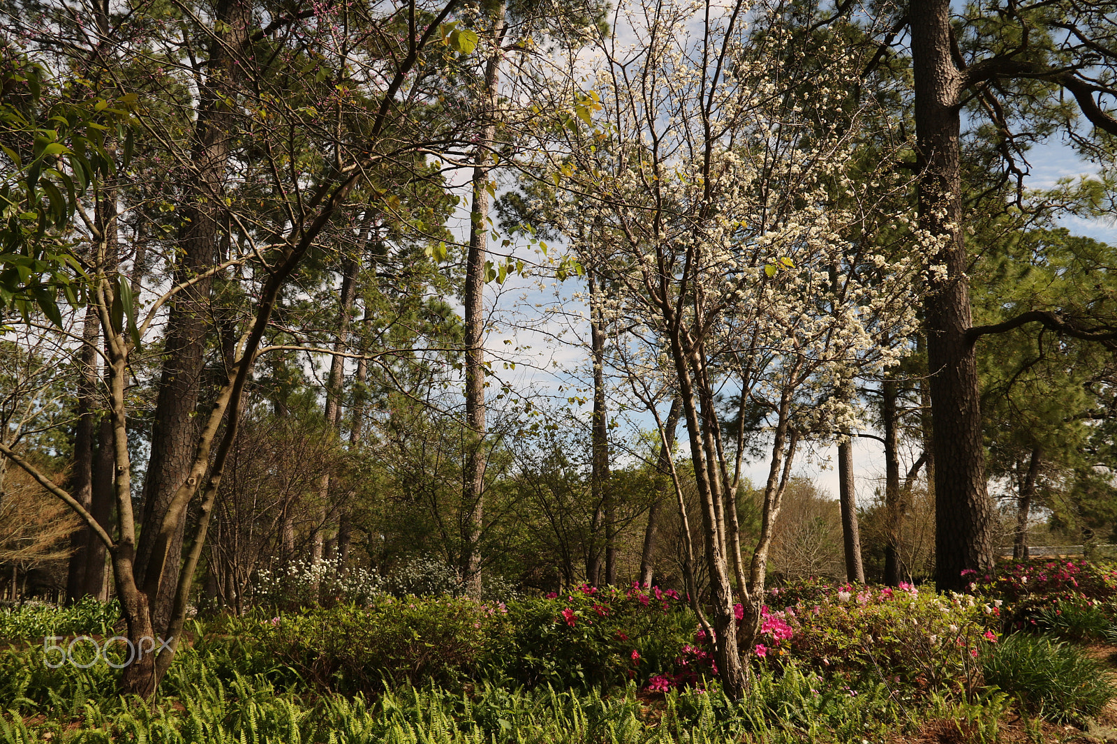Canon EOS 750D (EOS Rebel T6i / EOS Kiss X8i) sample photo. Japanese garden 3791 photography