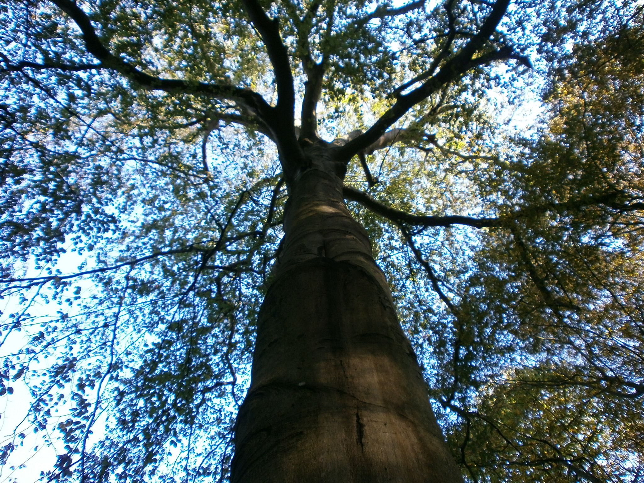 Olympus VG110,D700 sample photo. Baobab in the sky photography