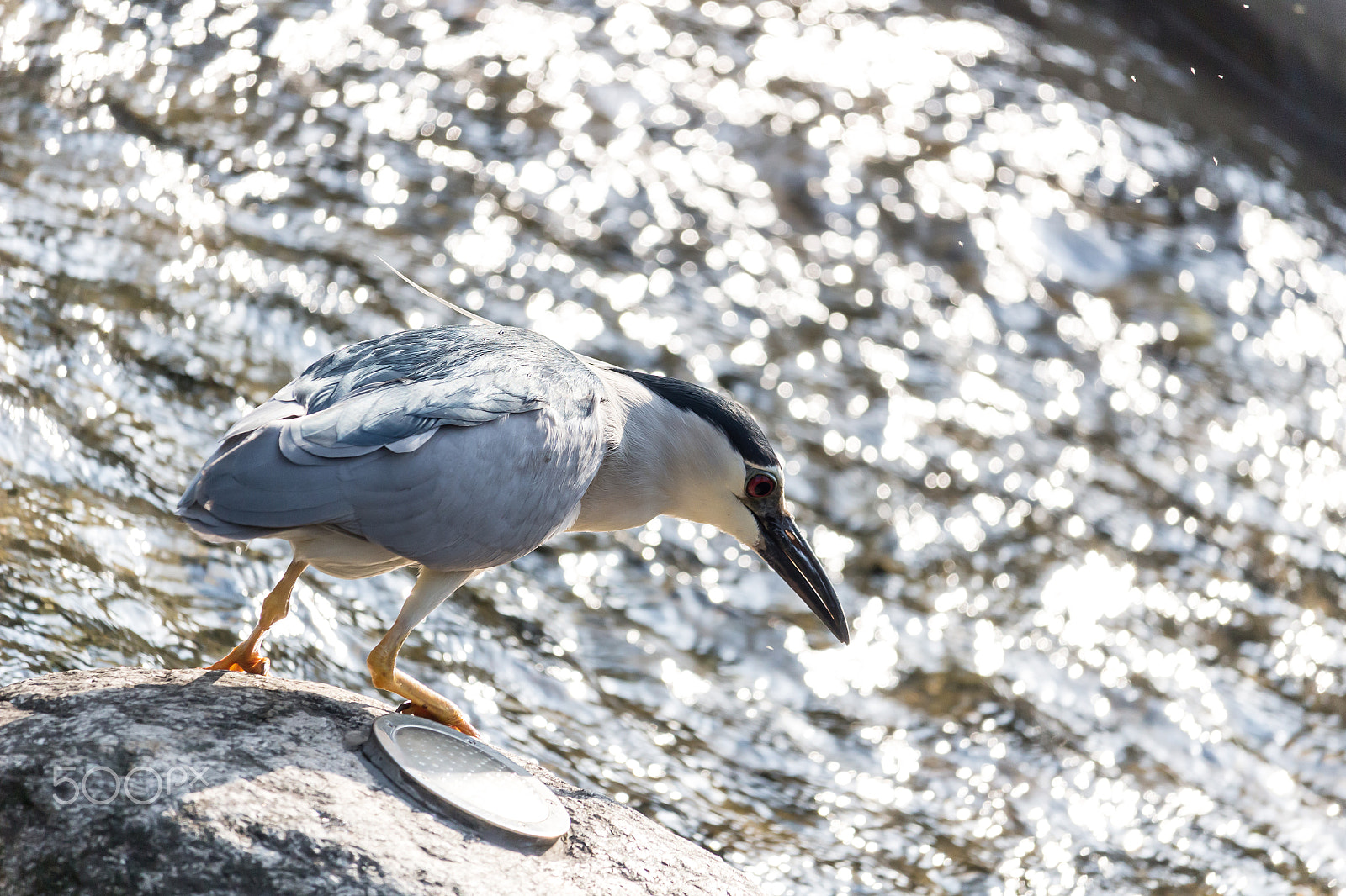 Canon EF-S 55-250mm F4-5.6 IS STM sample photo. 2.jpg photography