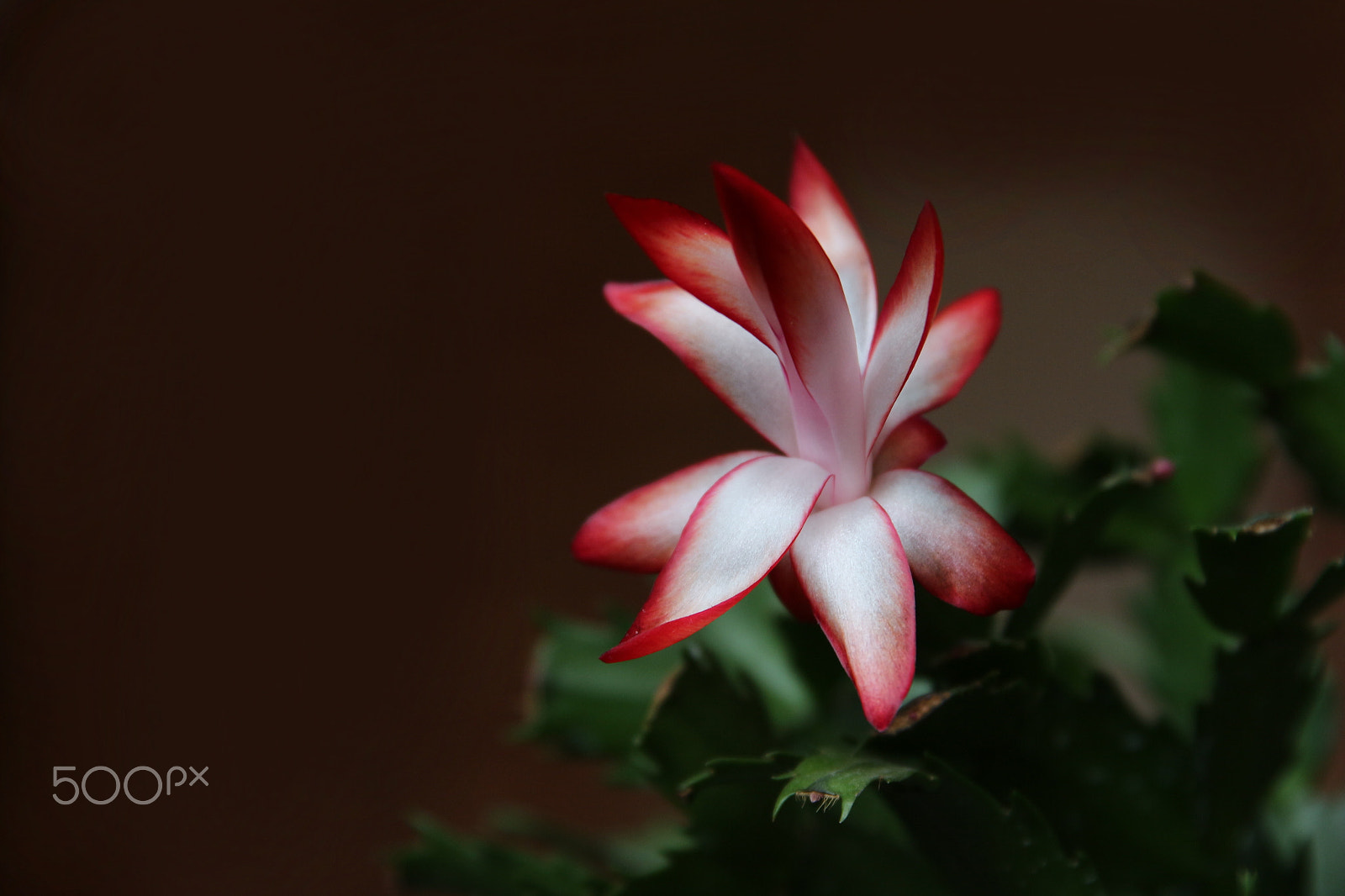 Canon EF 24-70mm F2.8L II USM sample photo. Christmas cactus photography