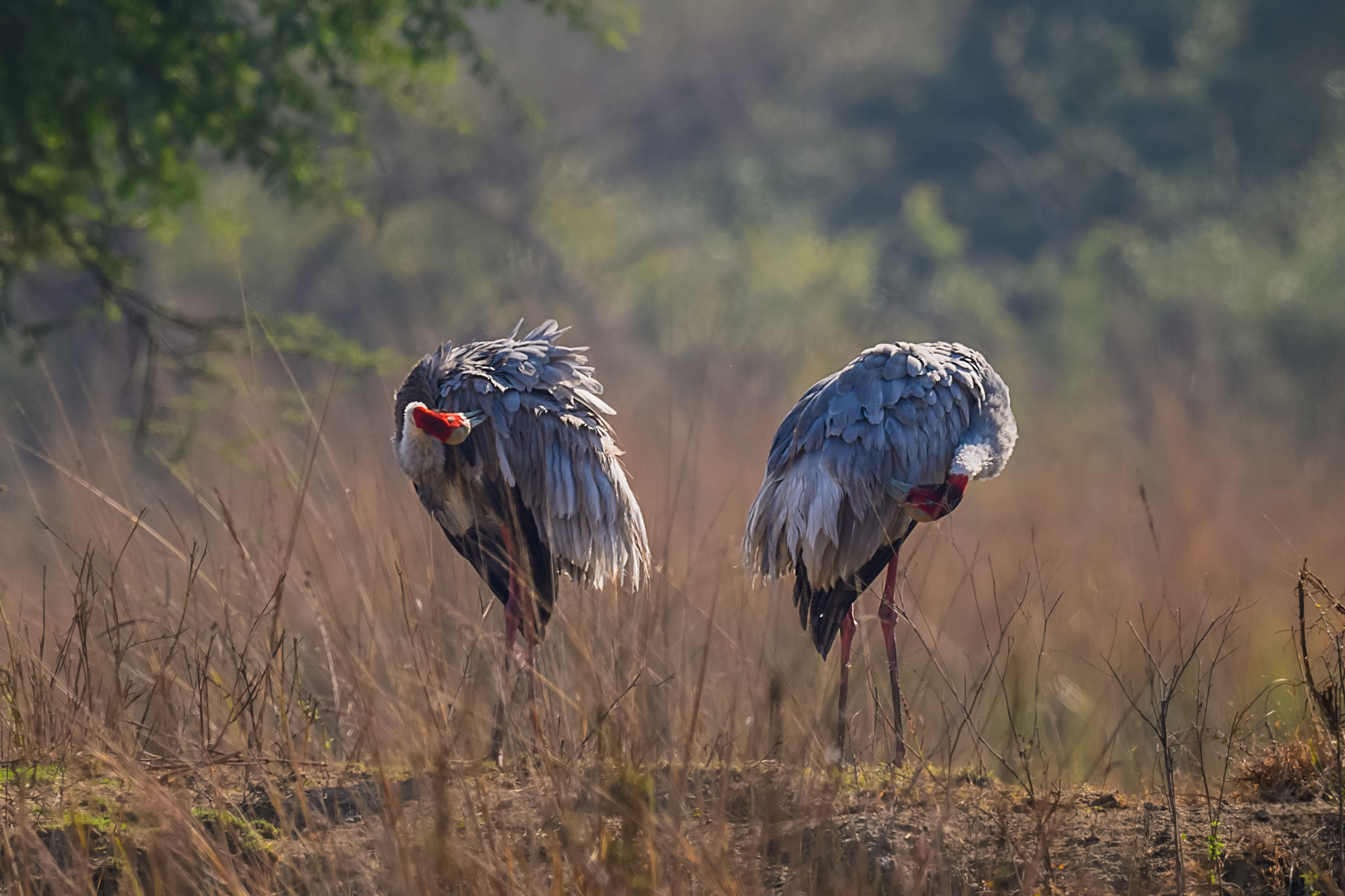 Nikon AF-S Nikkor 800mm F5.6E FL ED VR sample photo. Grooming time photography