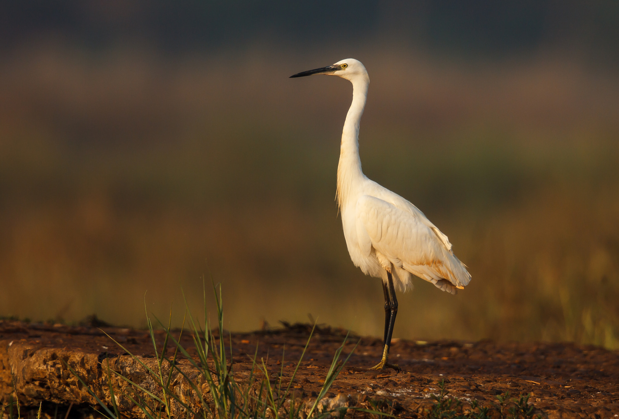 Canon EF 500mm F4L IS II USM sample photo. Little egret at the crack of dawn photography