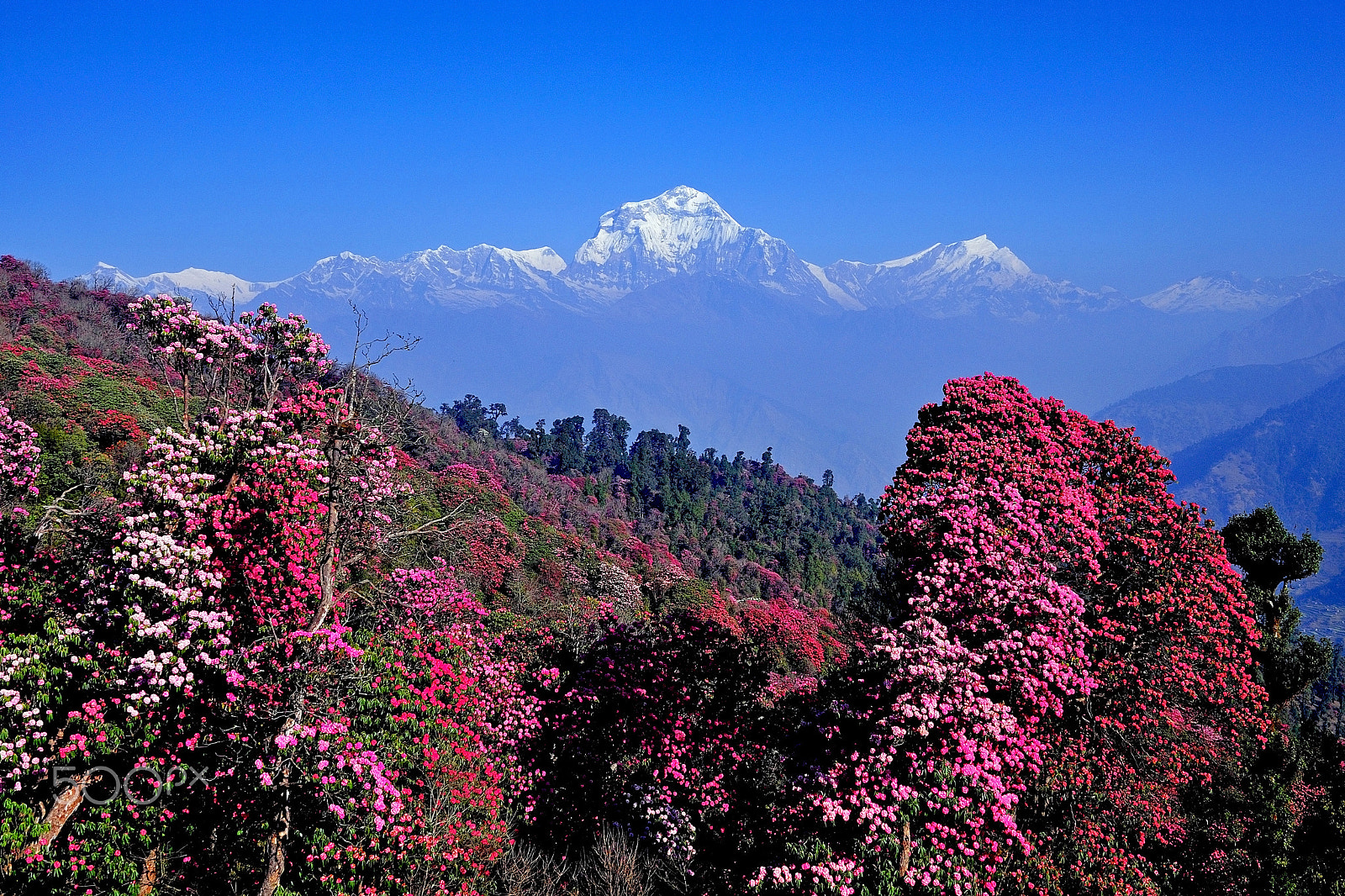 Nikon D300 sample photo. Mount dhaulagiri photography