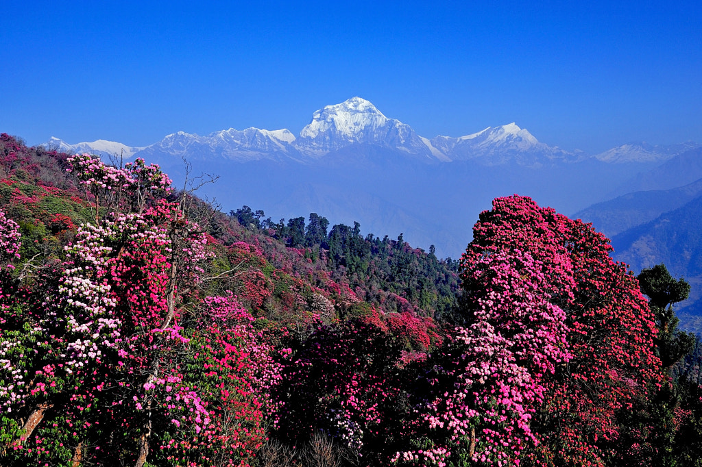 Mount Dhaulagiri by Susheel Shrestha on 500px.com