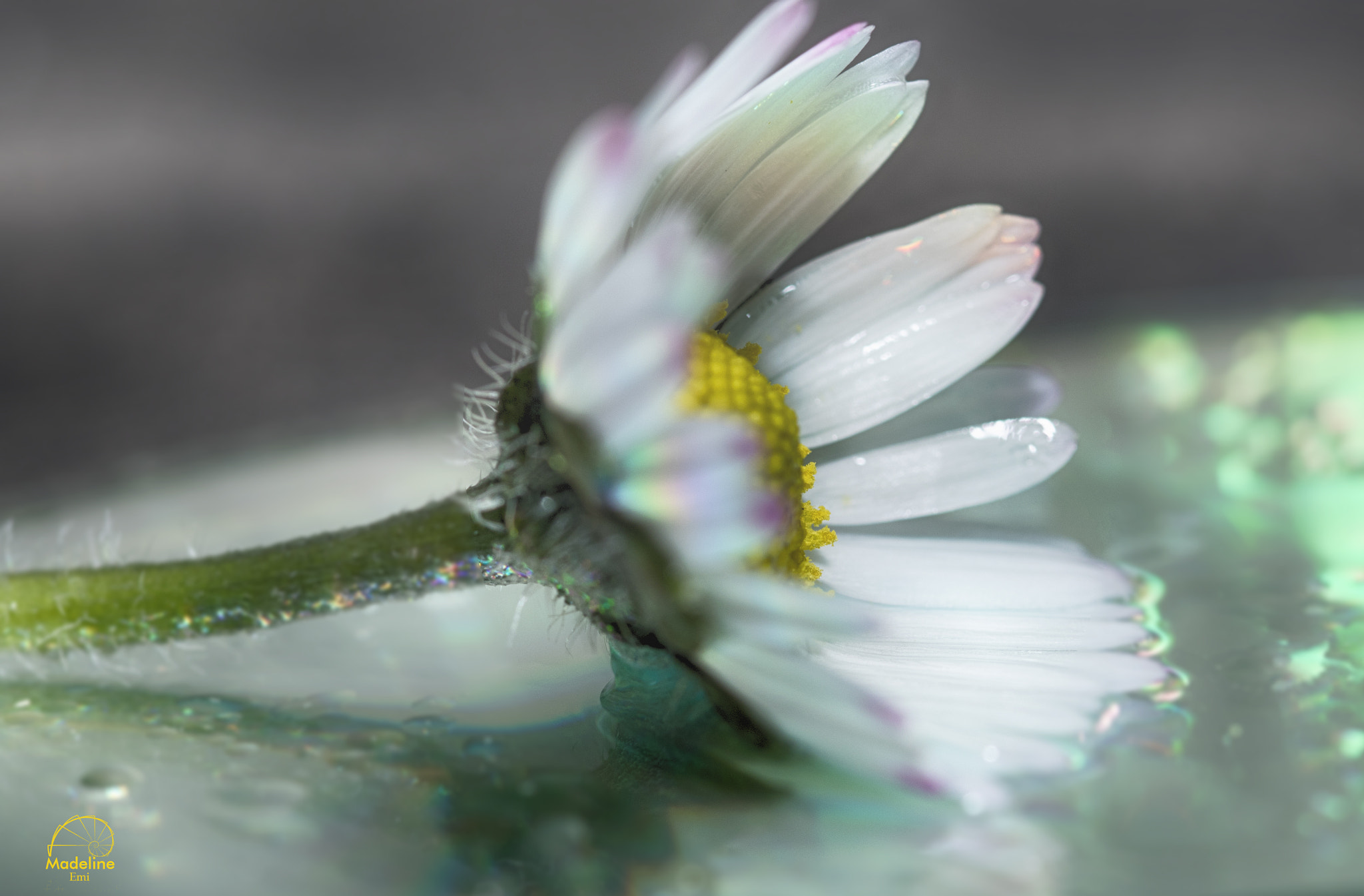 Sigma 105mm F2.8 EX DG OS HSM sample photo. Pâquerette photography