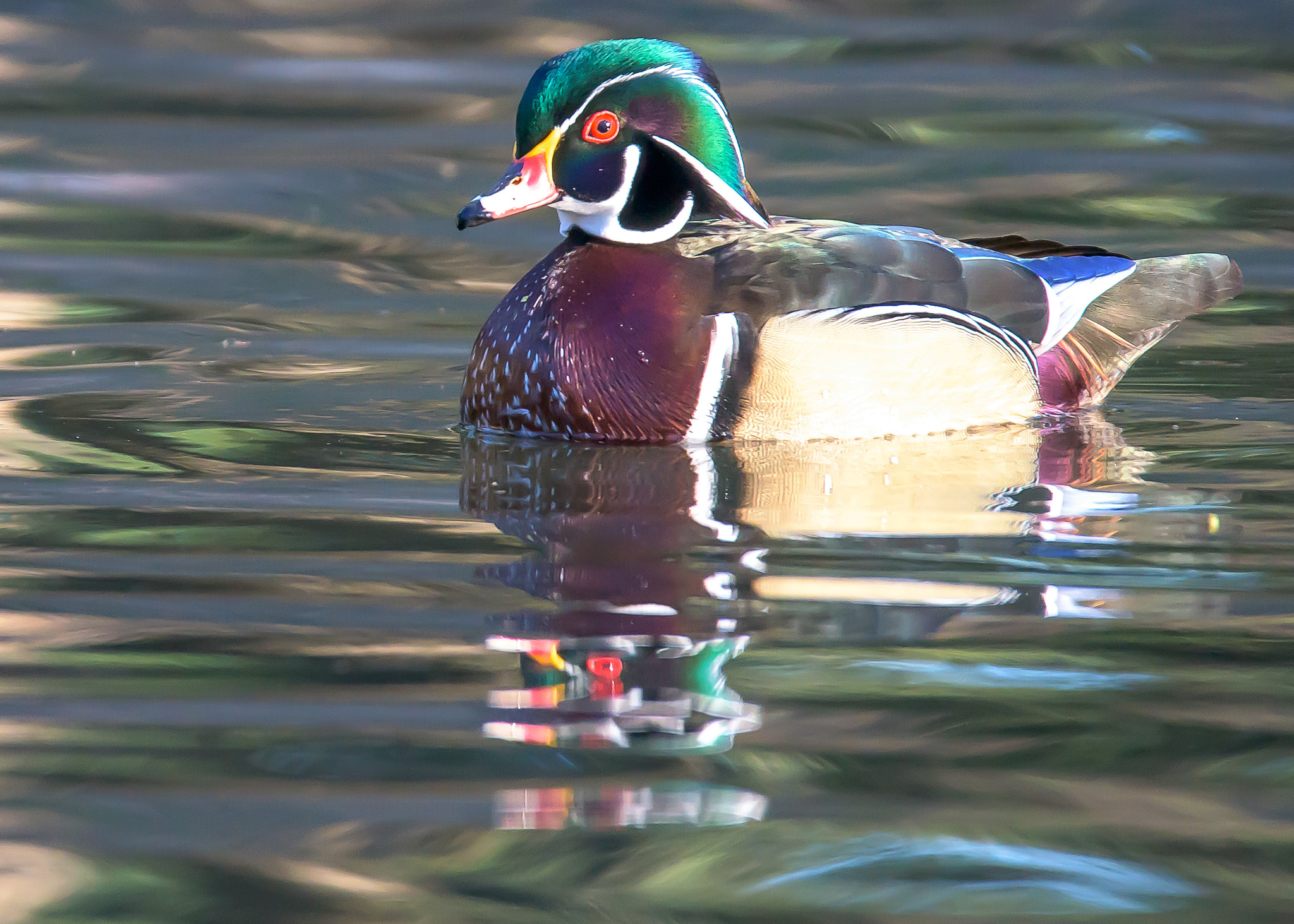 Nikon D810 sample photo. Wood duck photography