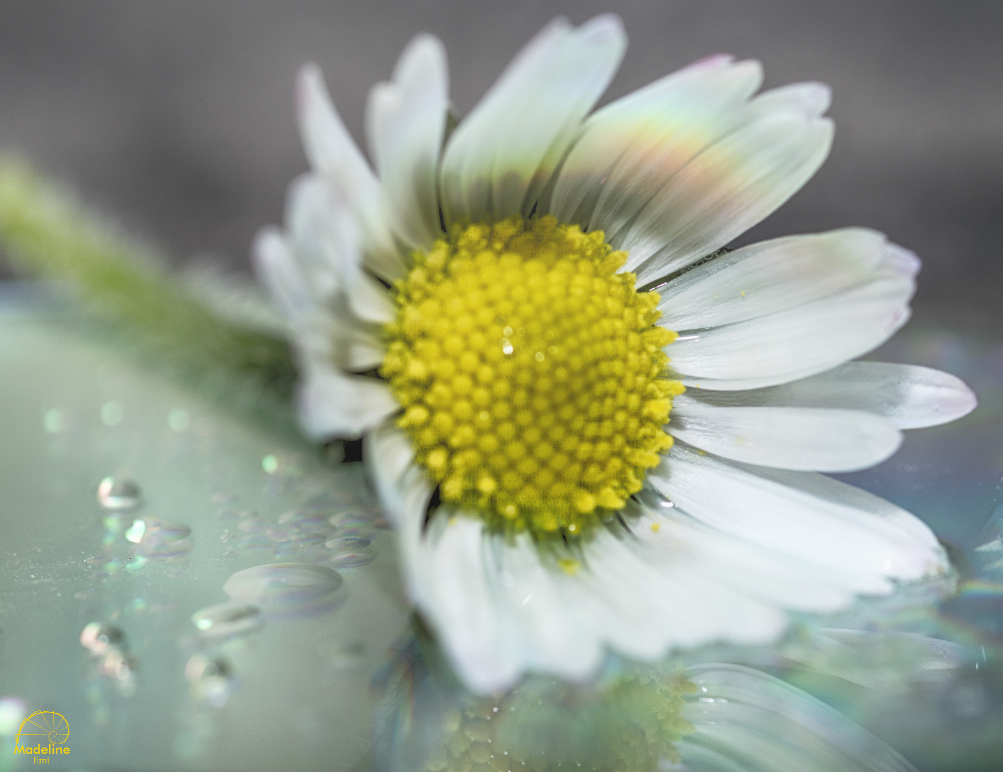 Sigma 105mm F2.8 EX DG OS HSM sample photo. Pâquerette photography