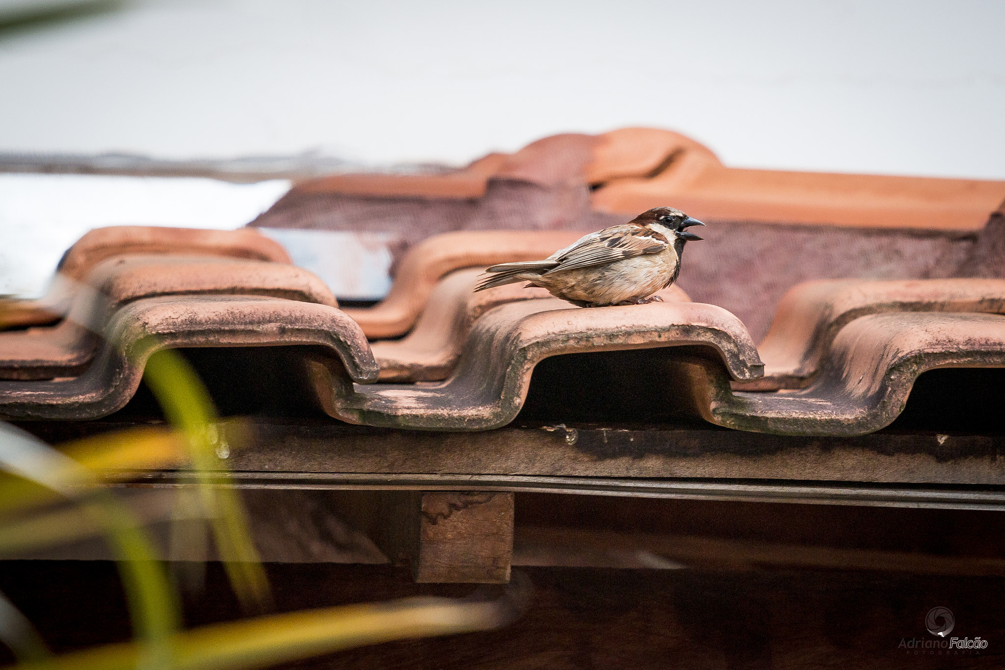 Canon EOS 70D + Canon EF 70-200mm F4L IS USM sample photo