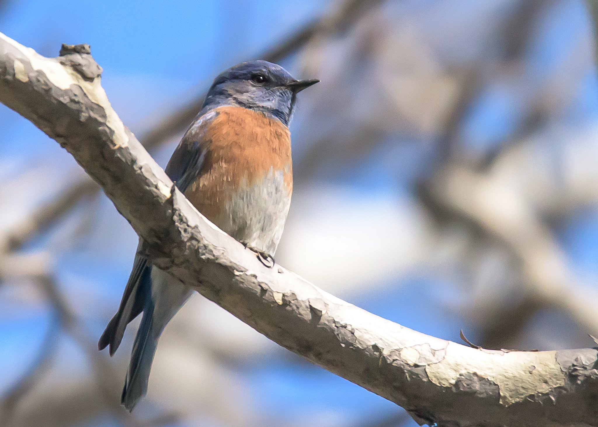 Nikon D810 sample photo. Western bluebird photography