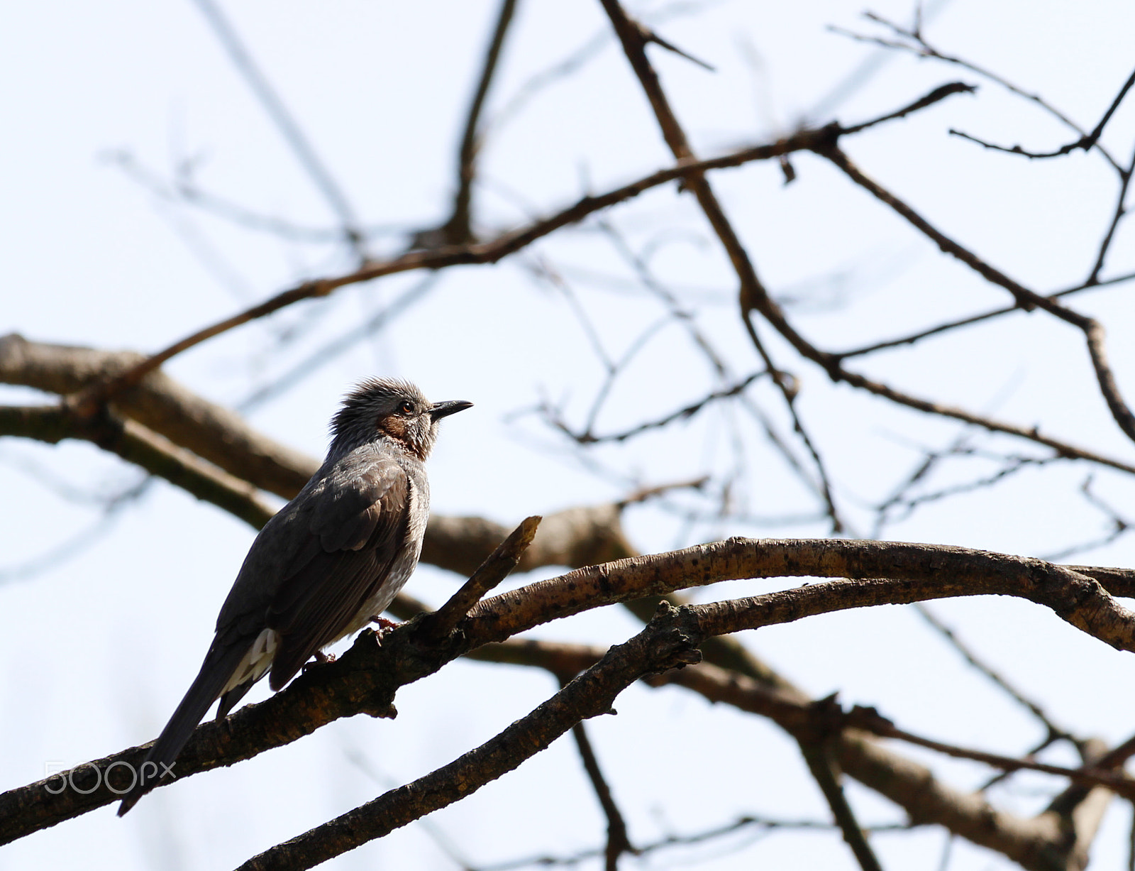 Canon EF-S 55-250mm F4-5.6 IS STM sample photo. 3.jpg photography