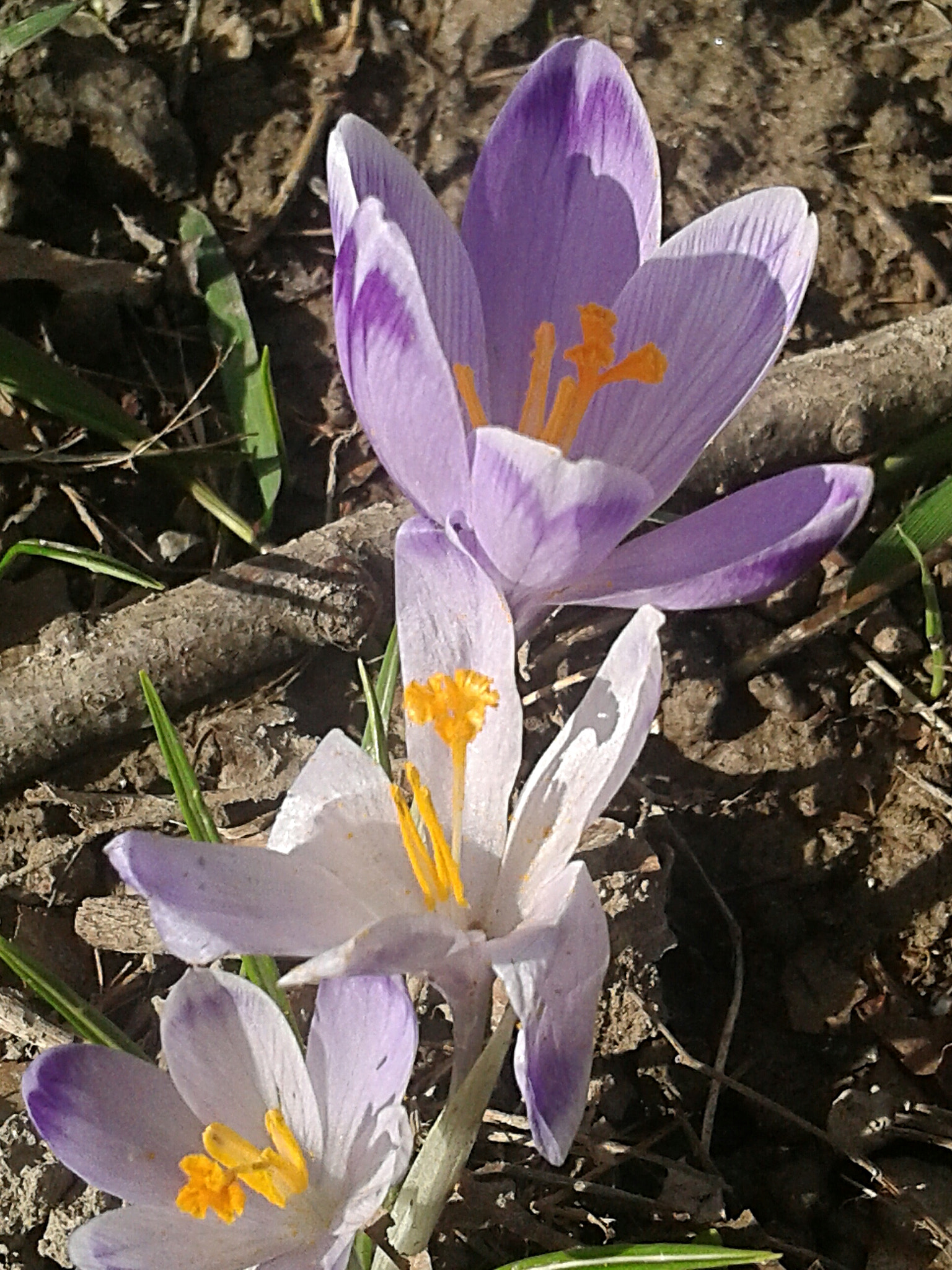 Samsung Galaxy Grand Neo Plus sample photo. Spring is here! photography