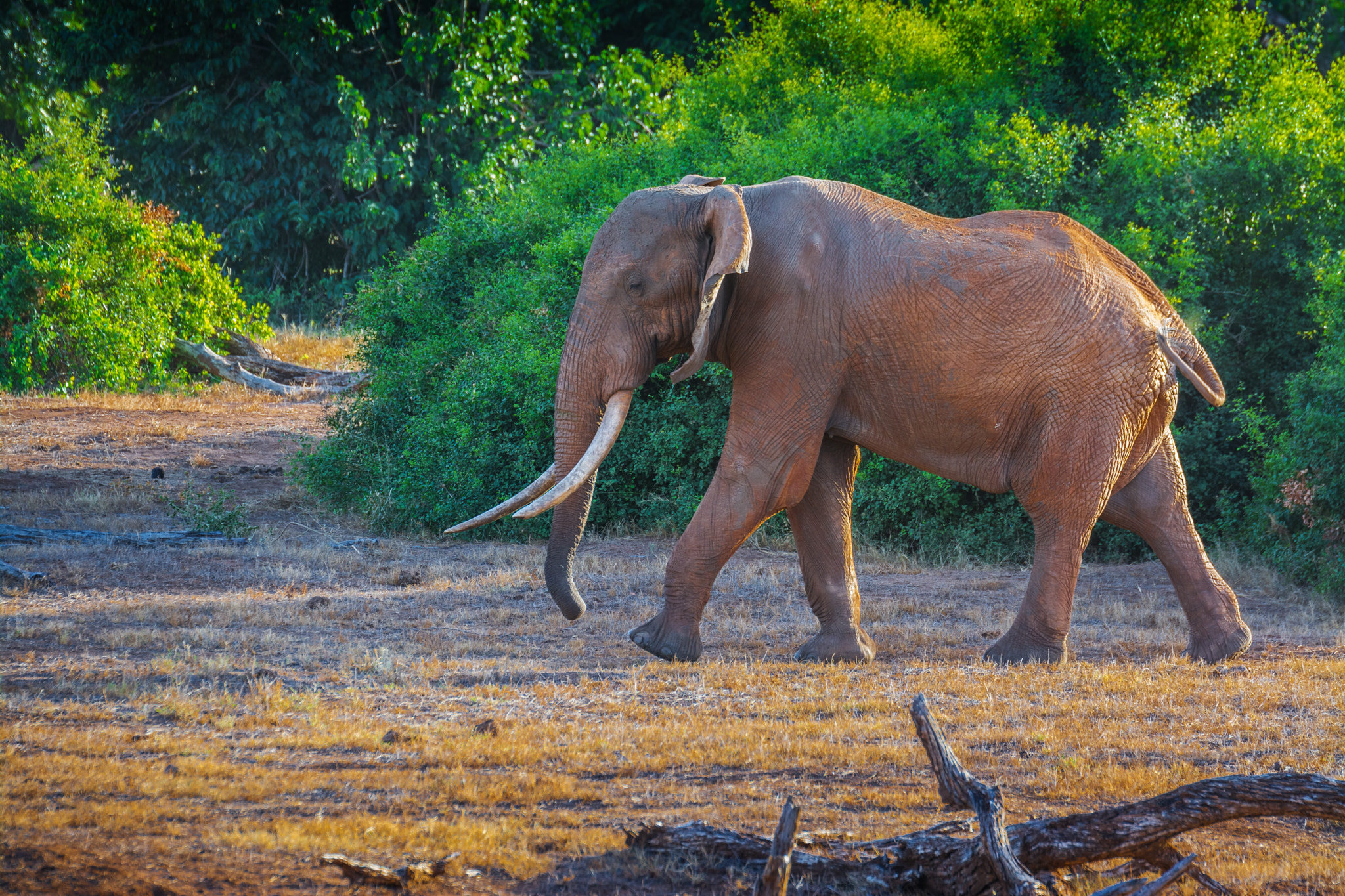 Nikon D7100 + Tamron SP 70-200mm F2.8 Di VC USD sample photo. African elephant photography