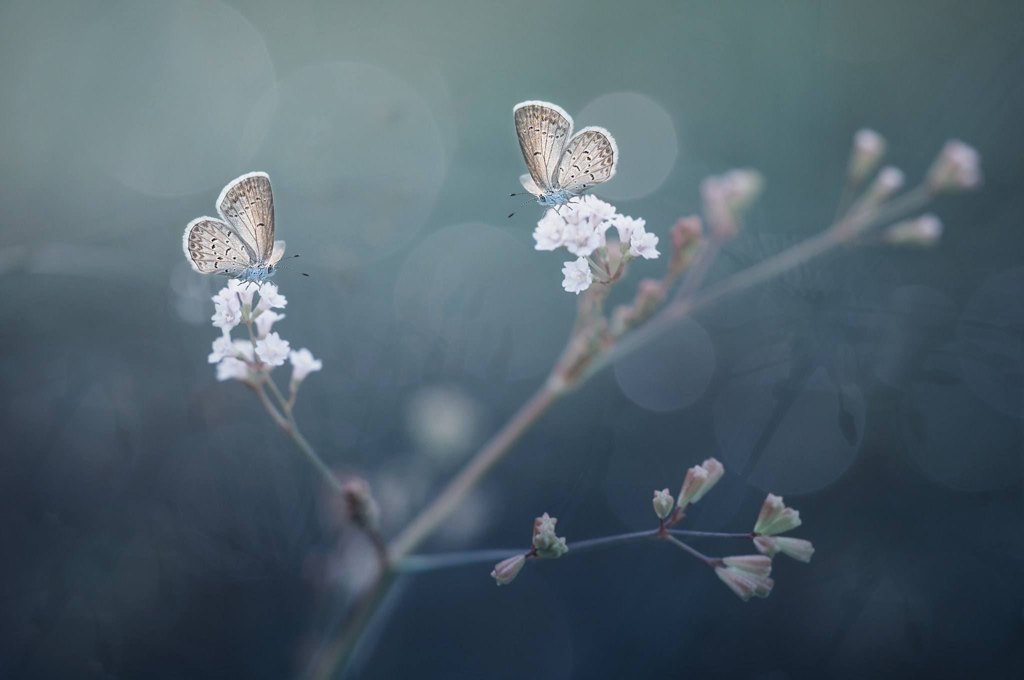 Sigma 150mm F2.8 EX DG Macro HSM sample photo. Two butterfly, kupu kupu photography
